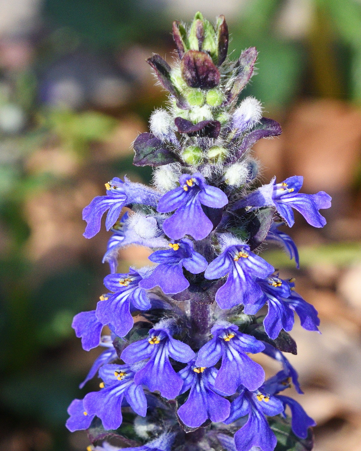 𝘈𝘫𝘶𝘨𝘢 𝘳𝘦𝘱𝘵𝘢𝘯𝘴 匍匐筋骨草