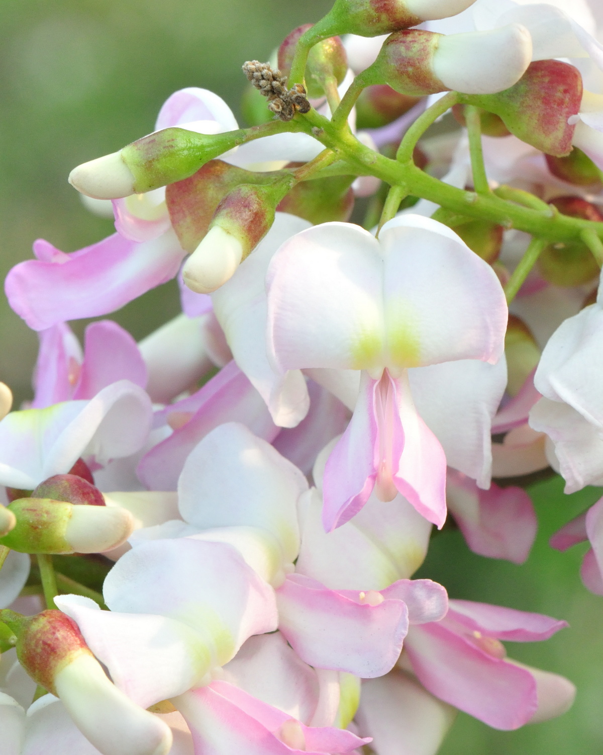 𝘎𝘭𝘪𝘳𝘪𝘤𝘪𝘥𝘪𝘢 𝘴𝘦𝘱𝘪𝘶𝘮 南洋櫻