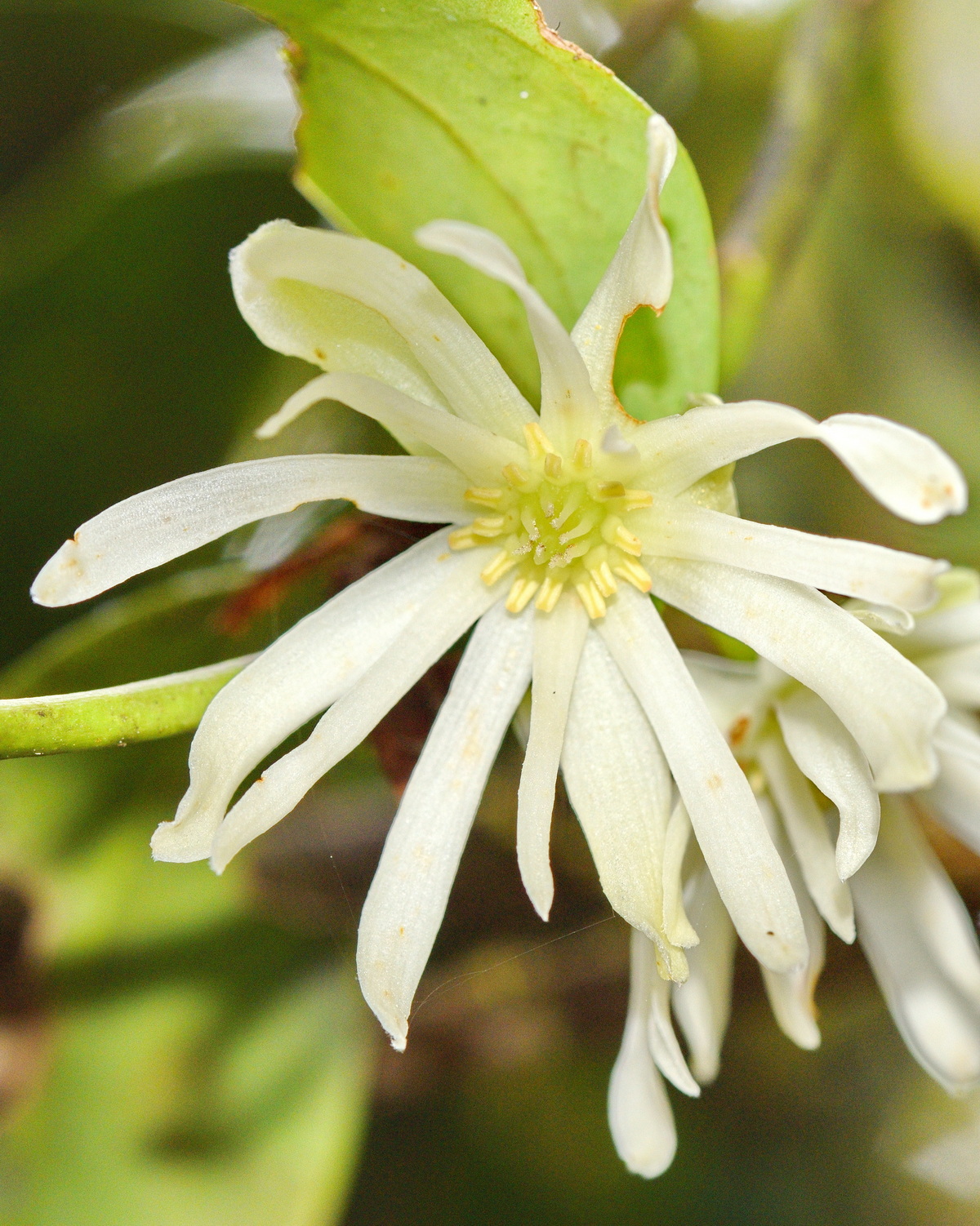 𝘐𝘭𝘭𝘪𝘤𝘪𝘶𝘮 𝘢𝘯𝘪𝘴𝘢𝘵𝘶𝘮 白花八角