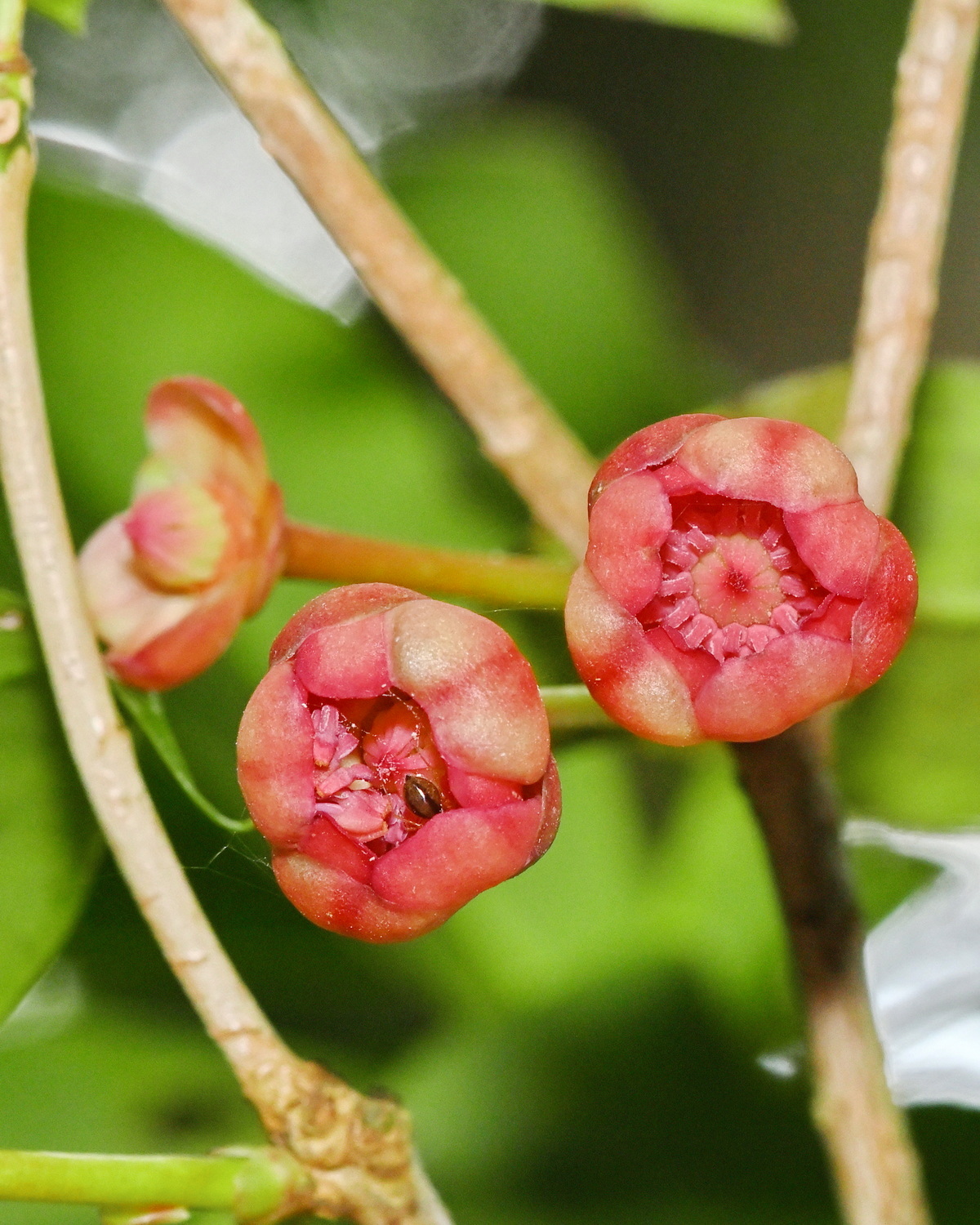 𝘐𝘭𝘭𝘪𝘤𝘪𝘶𝘮 𝘢𝘳𝘣𝘰𝘳𝘦𝘴𝘤𝘦𝘯𝘴 台灣八角