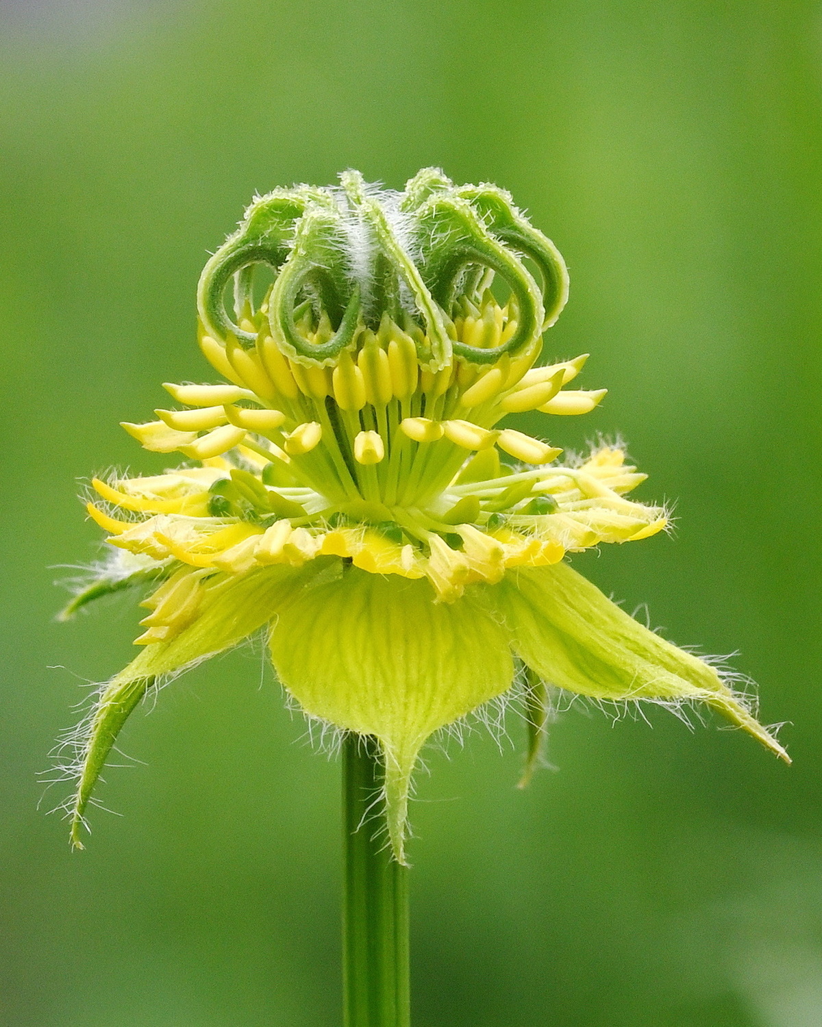 𝘕𝘪𝘨𝘦𝘭𝘭𝘢 𝘤𝘪𝘭𝘪𝘢𝘳𝘪𝘴 纖毛黑種草