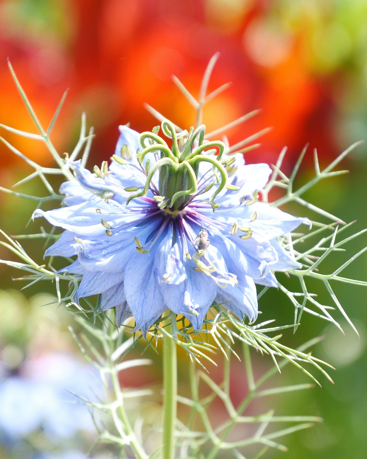 𝘕𝘪𝘨𝘦𝘭𝘭𝘢 𝘥𝘢𝘮𝘢𝘴𝘤𝘦𝘯𝘢 大馬士革黑種草