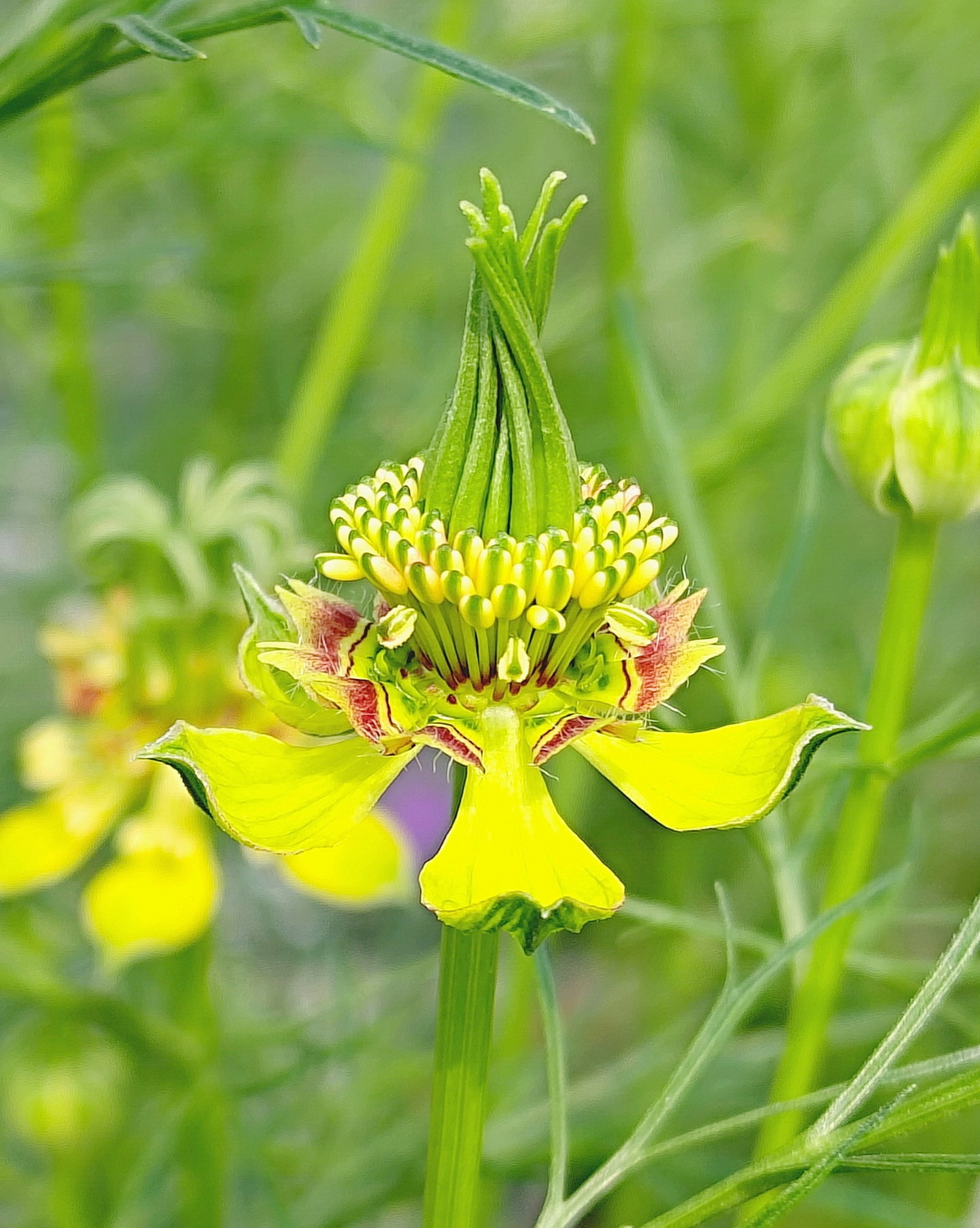 𝘕𝘪𝘨𝘦𝘭𝘭𝘢 𝘰𝘳𝘪𝘦𝘯𝘵𝘢𝘭𝘪𝘴 東方黑種草