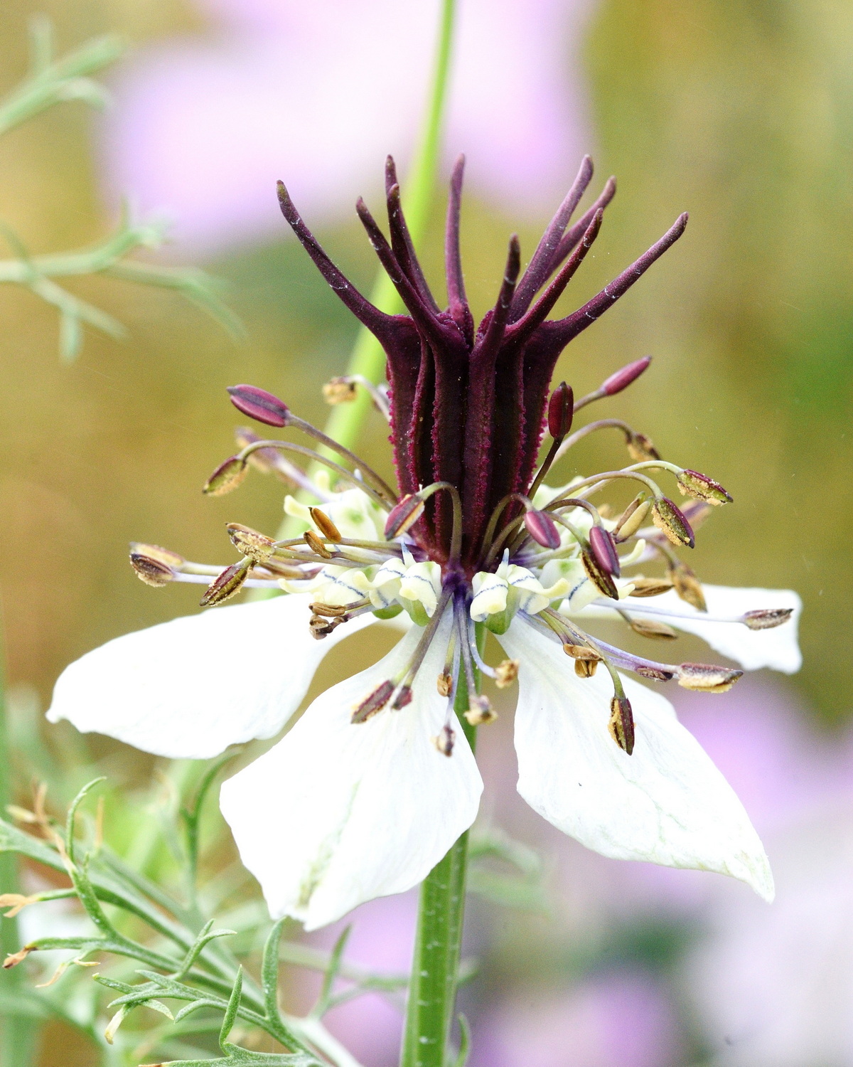 𝘕𝘪𝘨𝘦𝘭𝘭𝘢 𝘱𝘢𝘱𝘪𝘭𝘭𝘰𝘴𝘢 ‘African Bride’ 乳突黑種草-非洲新娘