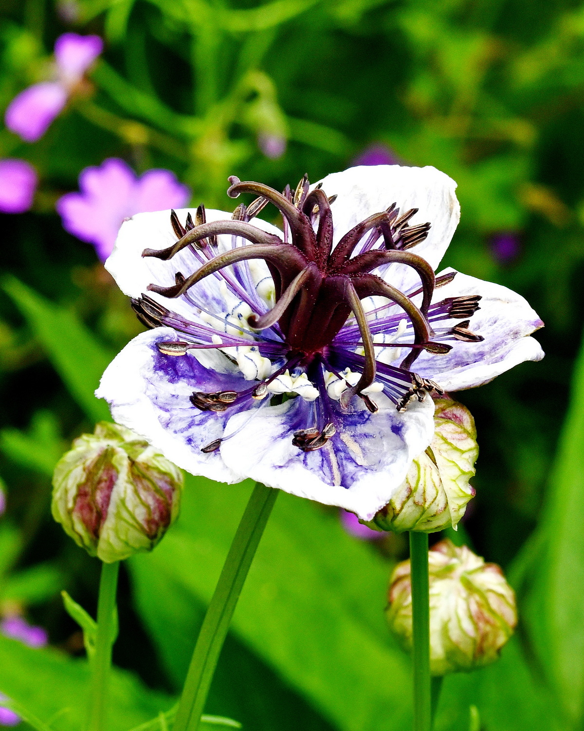 𝘕𝘪𝘨𝘦𝘭𝘭𝘢 𝘱𝘢𝘱𝘪𝘭𝘭𝘰𝘴𝘢 ‘Delft Blue’ 乳突黑種草-台夫特藍