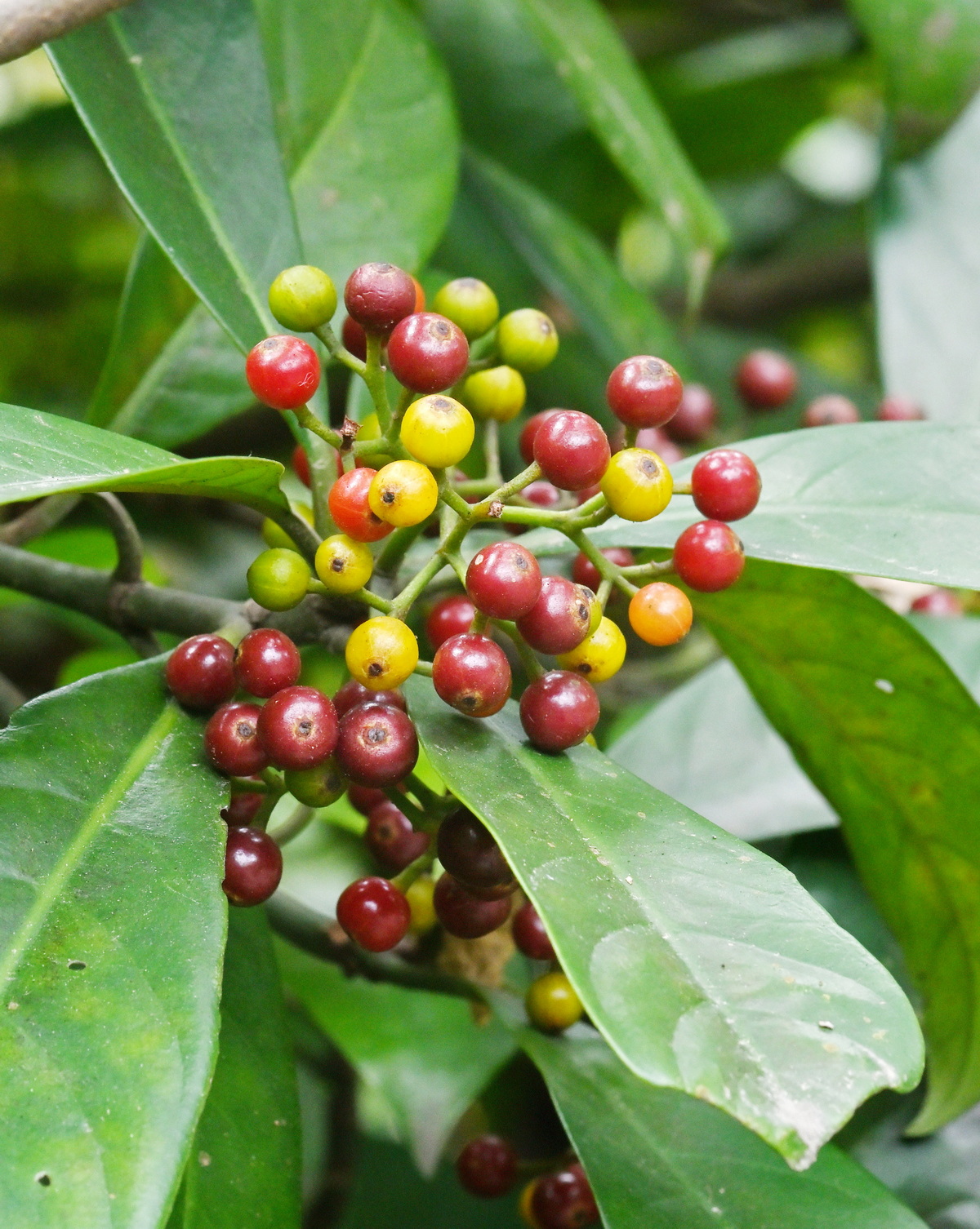 𝘗𝘴𝘺𝘤𝘩𝘰𝘵𝘳𝘪𝘢 𝘢𝘴𝘪𝘢𝘵𝘪𝘤𝘢 九節木