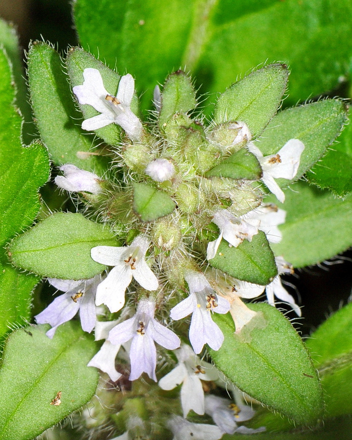 Ajuga taiwanensis