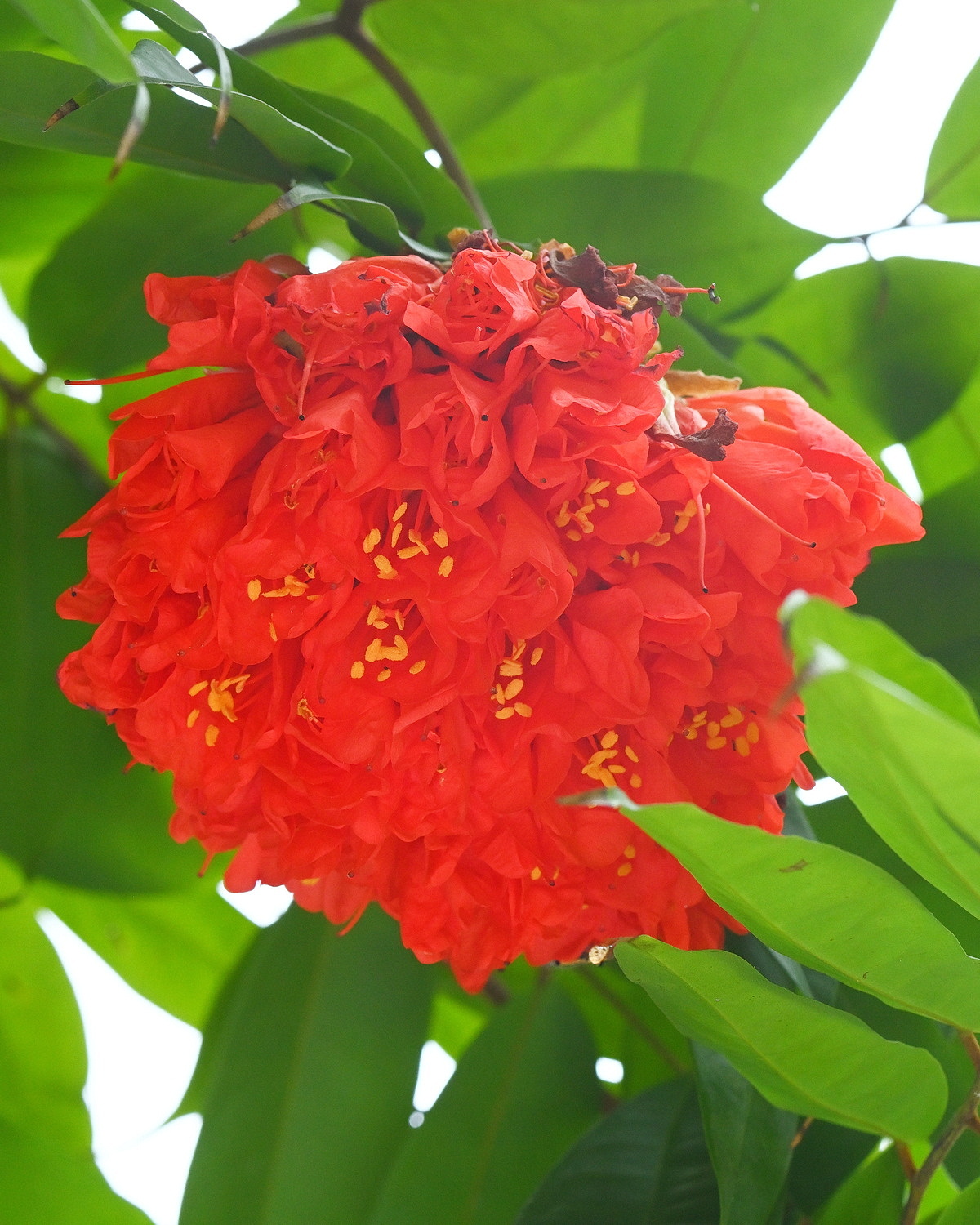 𝘉𝘳𝘰𝘸𝘯𝘦𝘢 𝘨𝘳𝘢𝘯𝘥𝘪𝘤𝘦𝘱𝘴 寶冠木