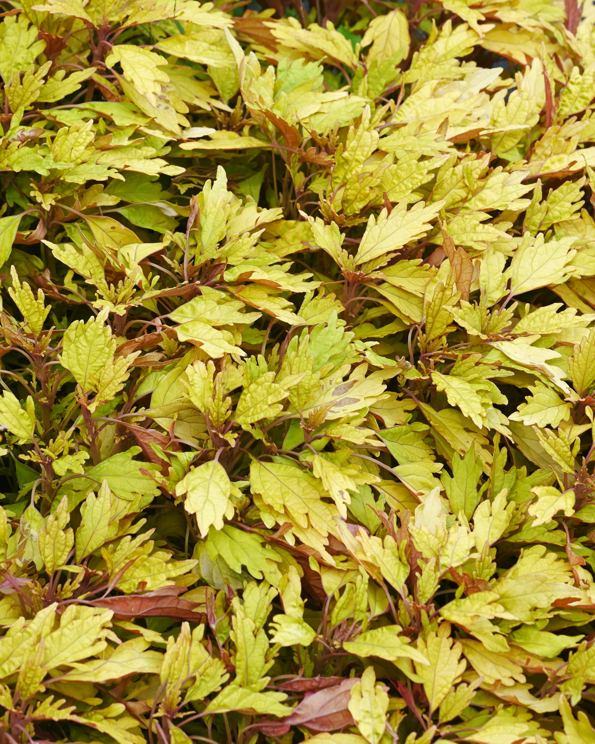 Coleus scutellarioides 'Greg's Elio'