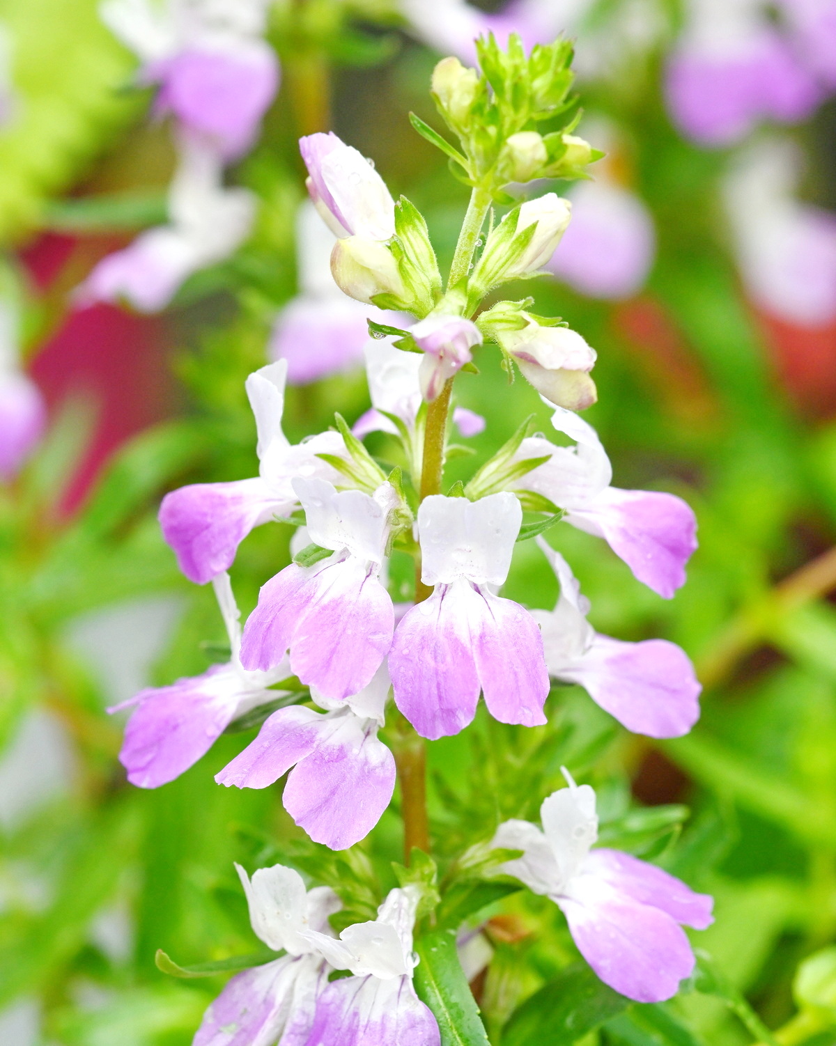 Collinsia heterophylla