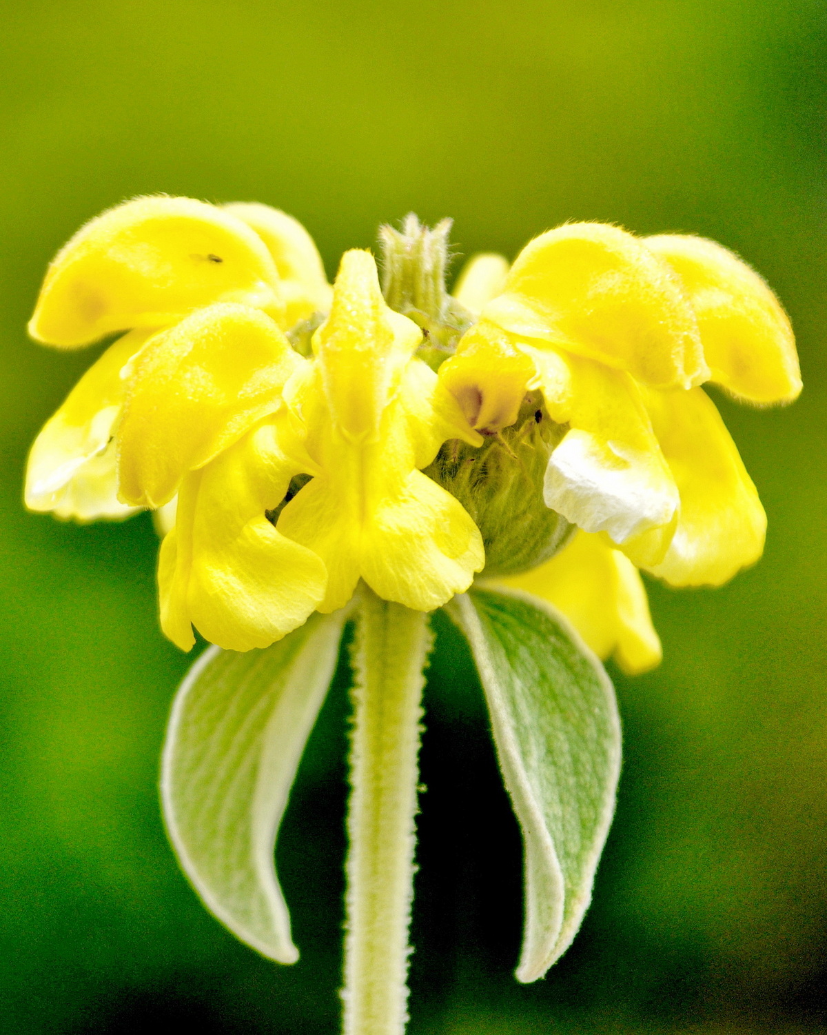 𝘗𝘩𝘭𝘰𝘮𝘪𝘴 𝘧𝘳𝘶𝘵𝘪𝘤𝘰𝘴𝘢 木糙蘇