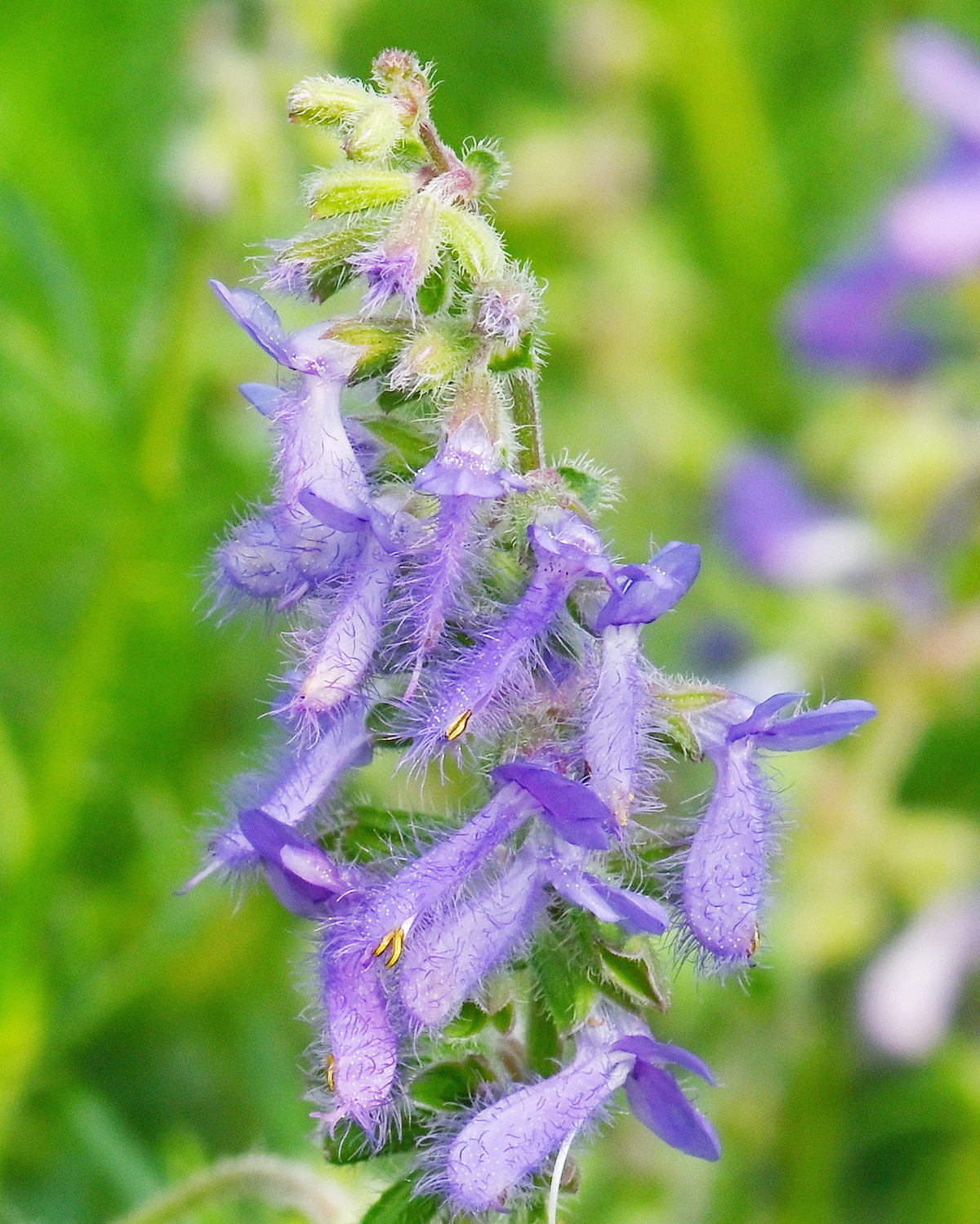 𝘚𝘢𝘭𝘷𝘪𝘢 𝘫𝘶𝘳𝘪𝘴𝘪𝘤𝘪𝘪 馬其頓鼠尾草