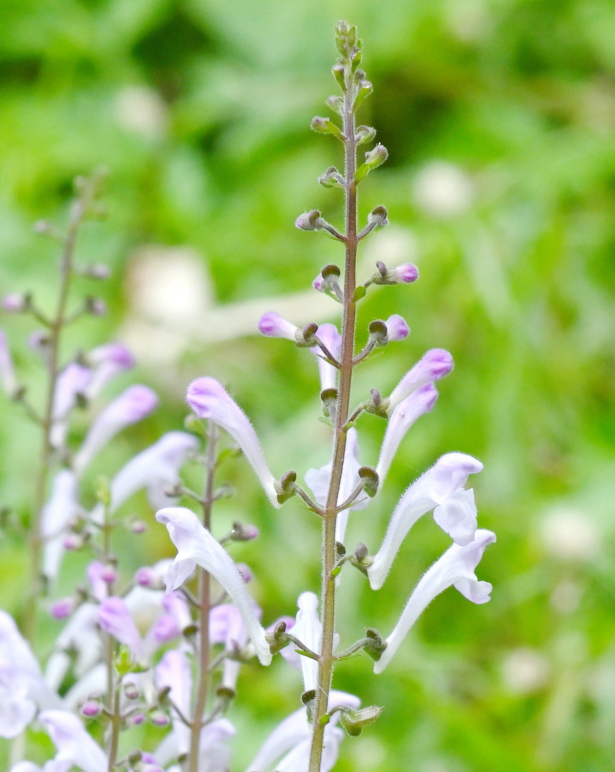 Scutellaria playfairii