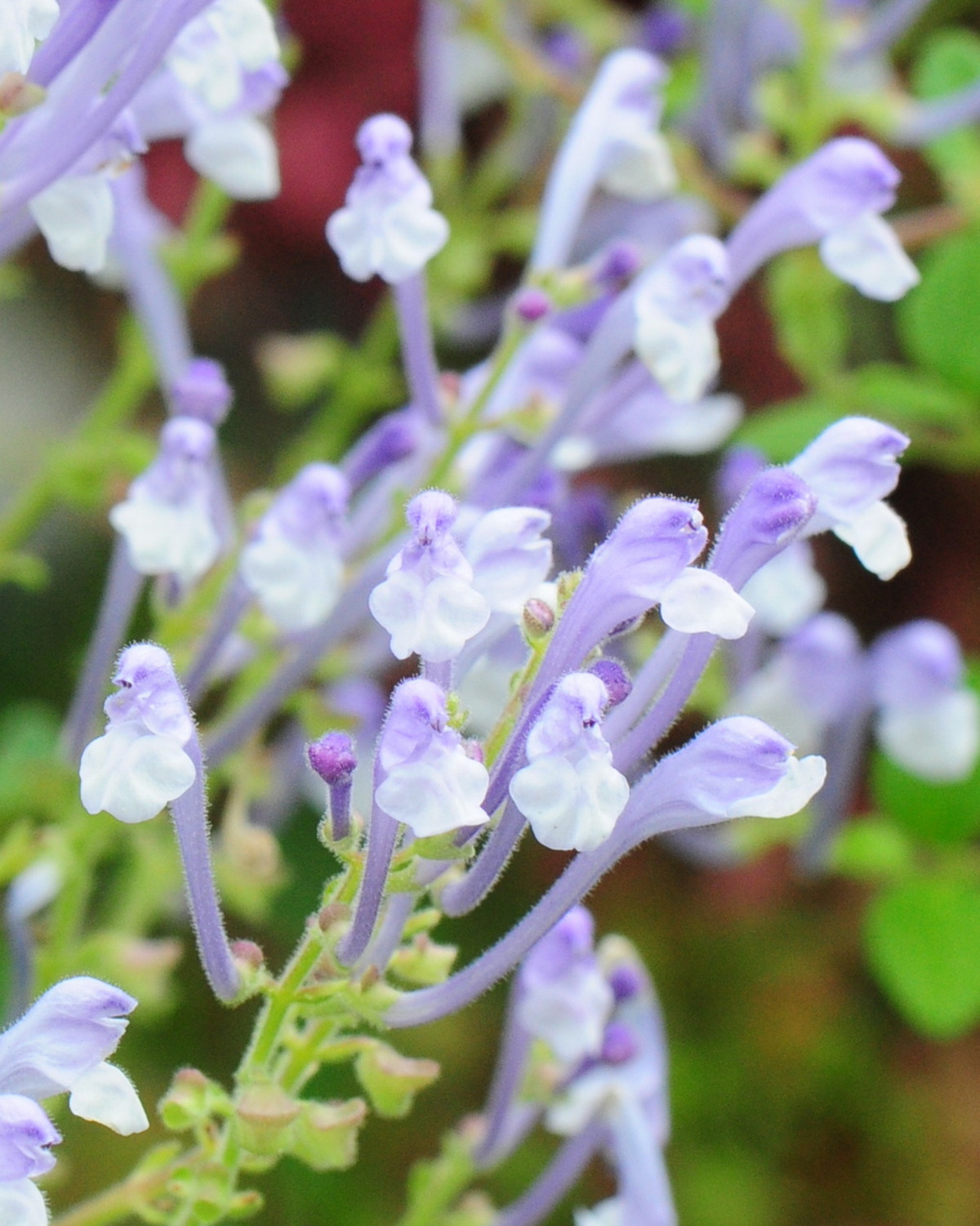 Scutellaria tashiroi
