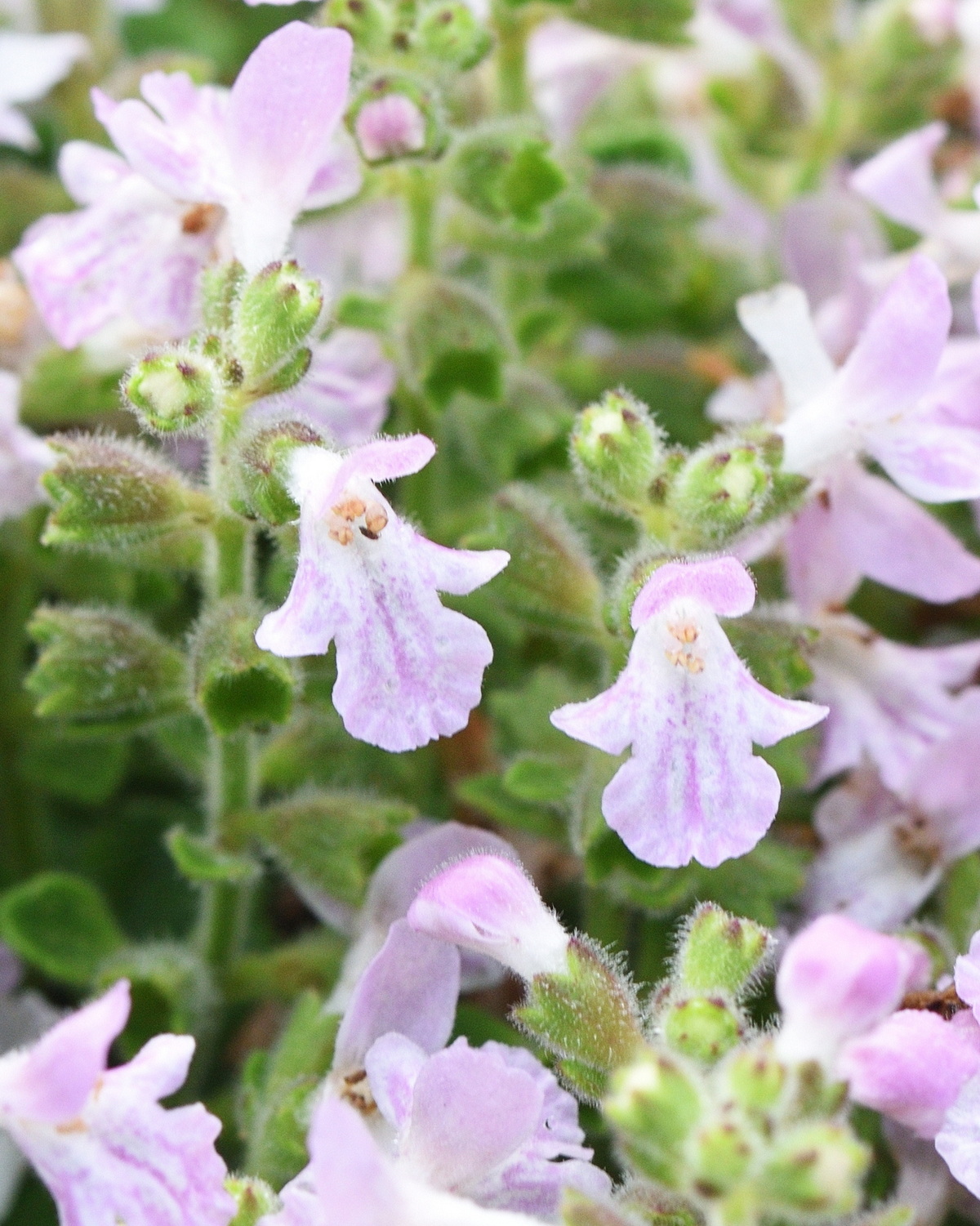 𝘚𝘶𝘻𝘶𝘬𝘪𝘢 𝘭𝘶𝘤𝘩𝘶𝘦𝘯𝘴𝘪𝘴 琉球鈴木草