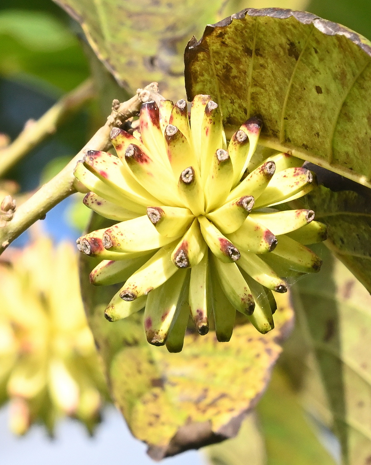 Camptotheca acuminata