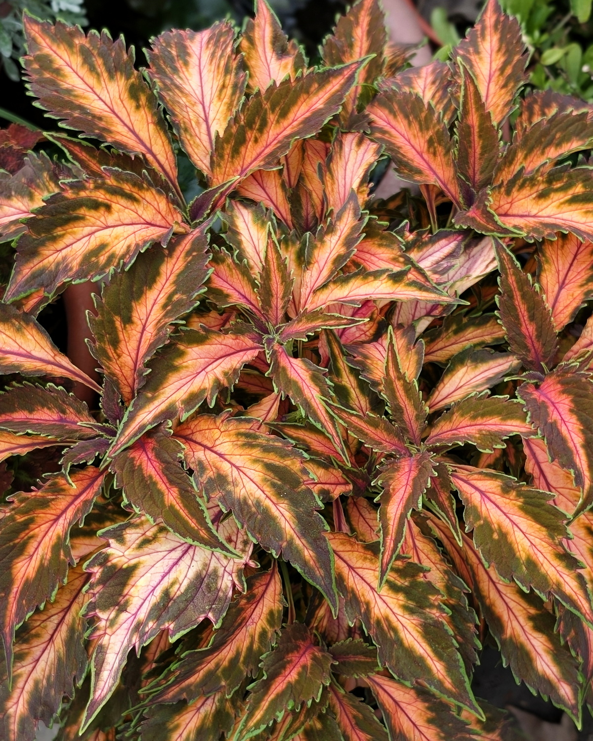 𝘊𝘰𝘭𝘦𝘶𝘴 𝘴𝘤𝘶𝘵𝘦𝘭𝘭𝘢𝘳𝘪𝘰𝘪𝘥𝘦𝘴 ‘ Premium Sun Coral Candy’ 彩葉草-太陽珊瑚糖