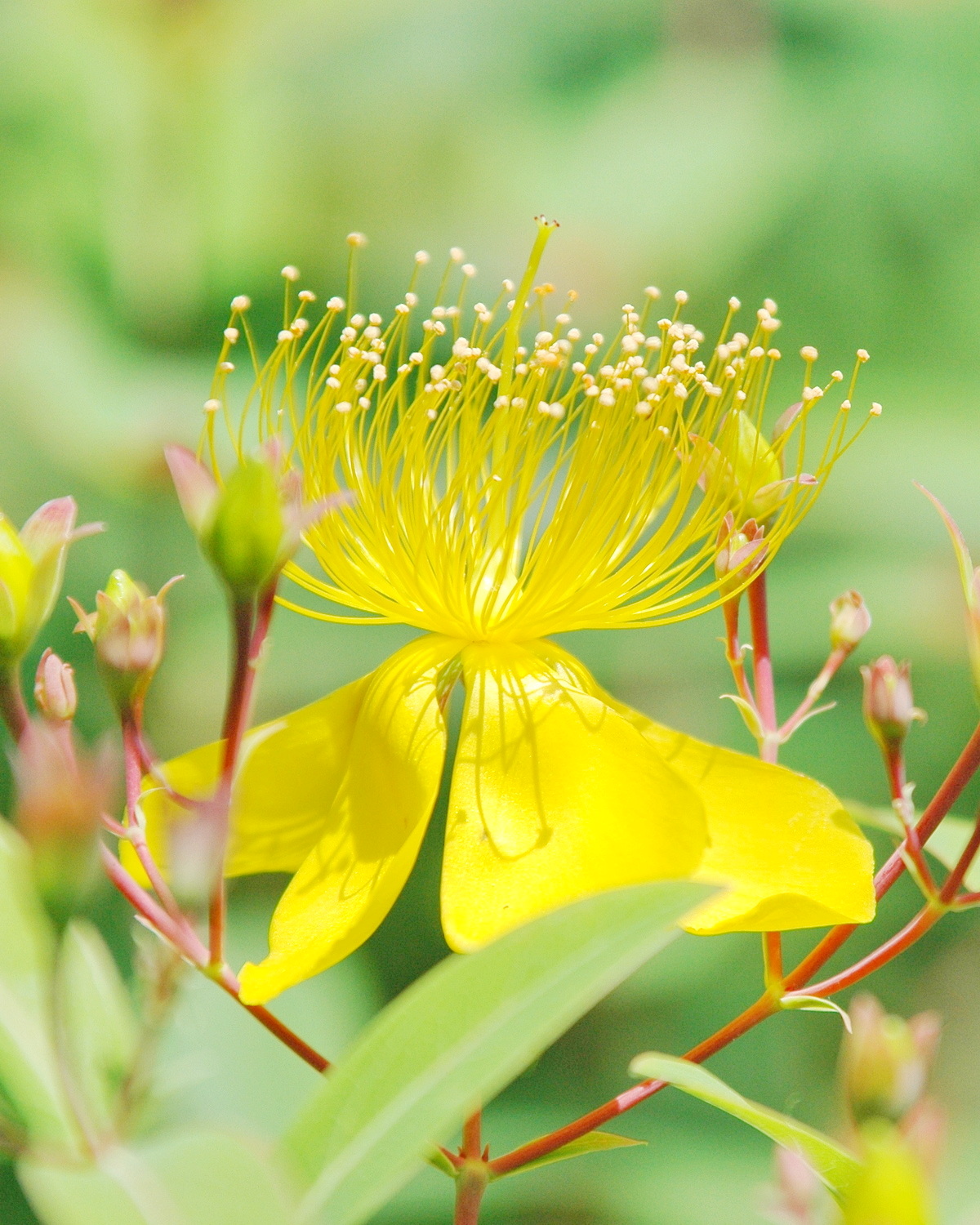 Hypericum monogynum