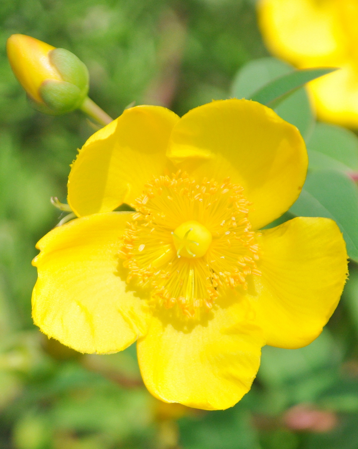 𝘏𝘺𝘱𝘦𝘳𝘪𝘤𝘶𝘮 × 𝘩𝘪𝘥𝘤𝘰𝘵𝘦𝘦𝘯𝘴𝘦 ‘Hidcote’ 大花金絲梅
