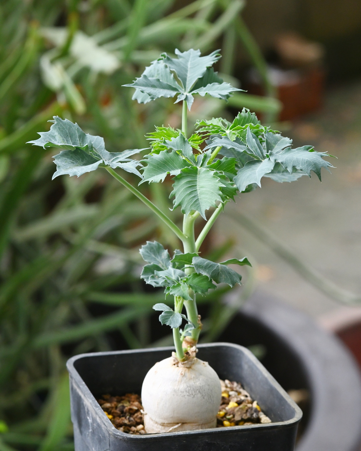 Jatropha cathartica