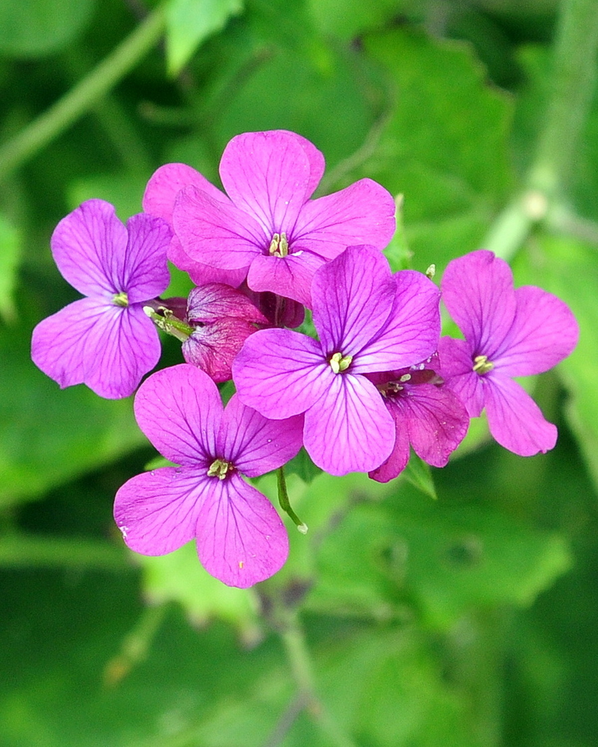 𝘓𝘶𝘯𝘢𝘳𝘪𝘢 𝘢𝘯𝘯𝘶𝘢 銀幣草