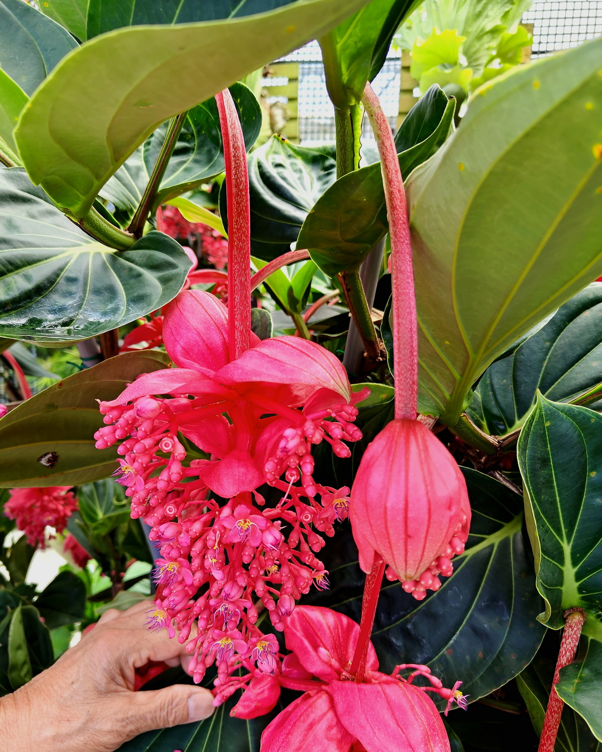 Medinilla magnifica 'Flamenco'