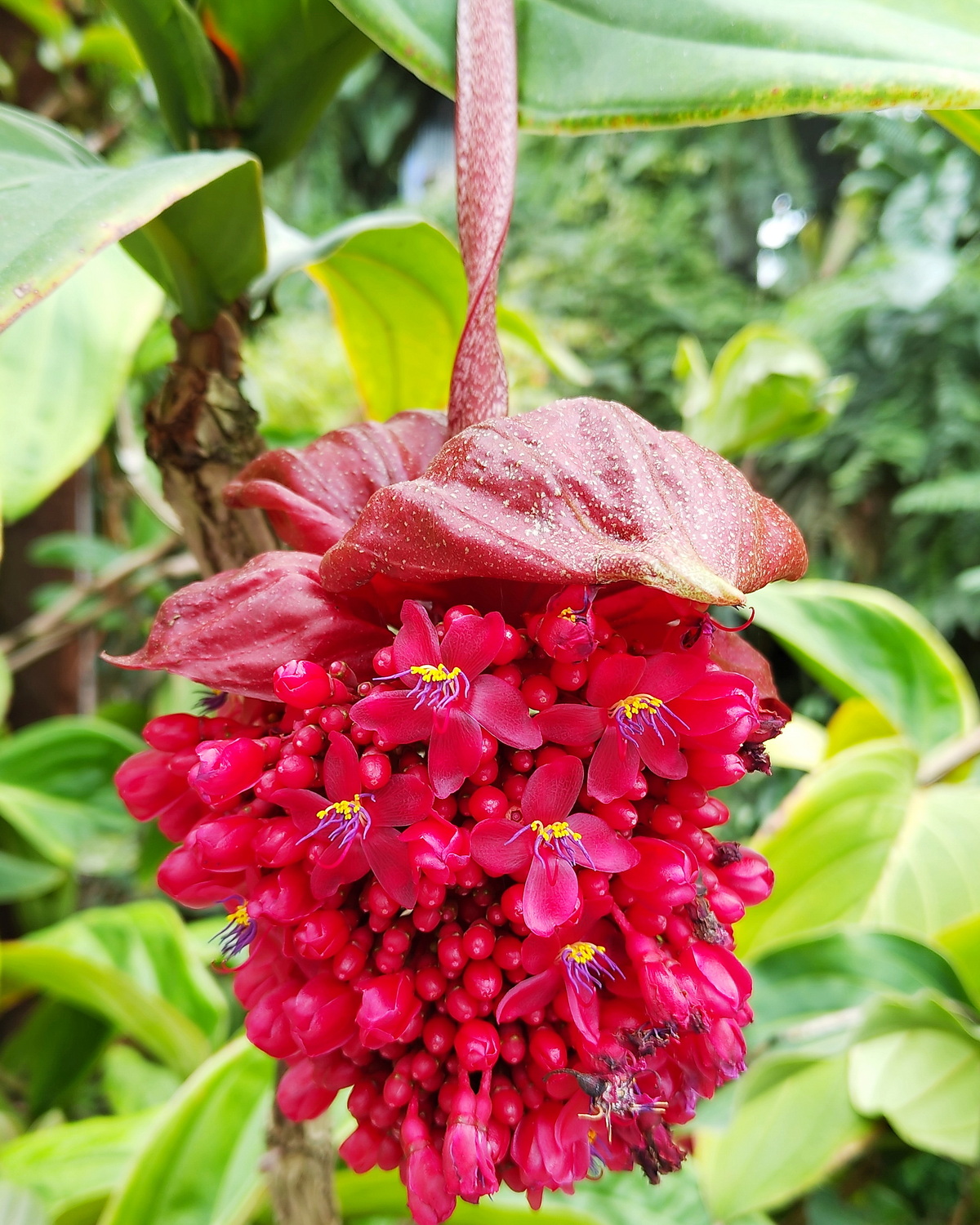 Medinilla miniata