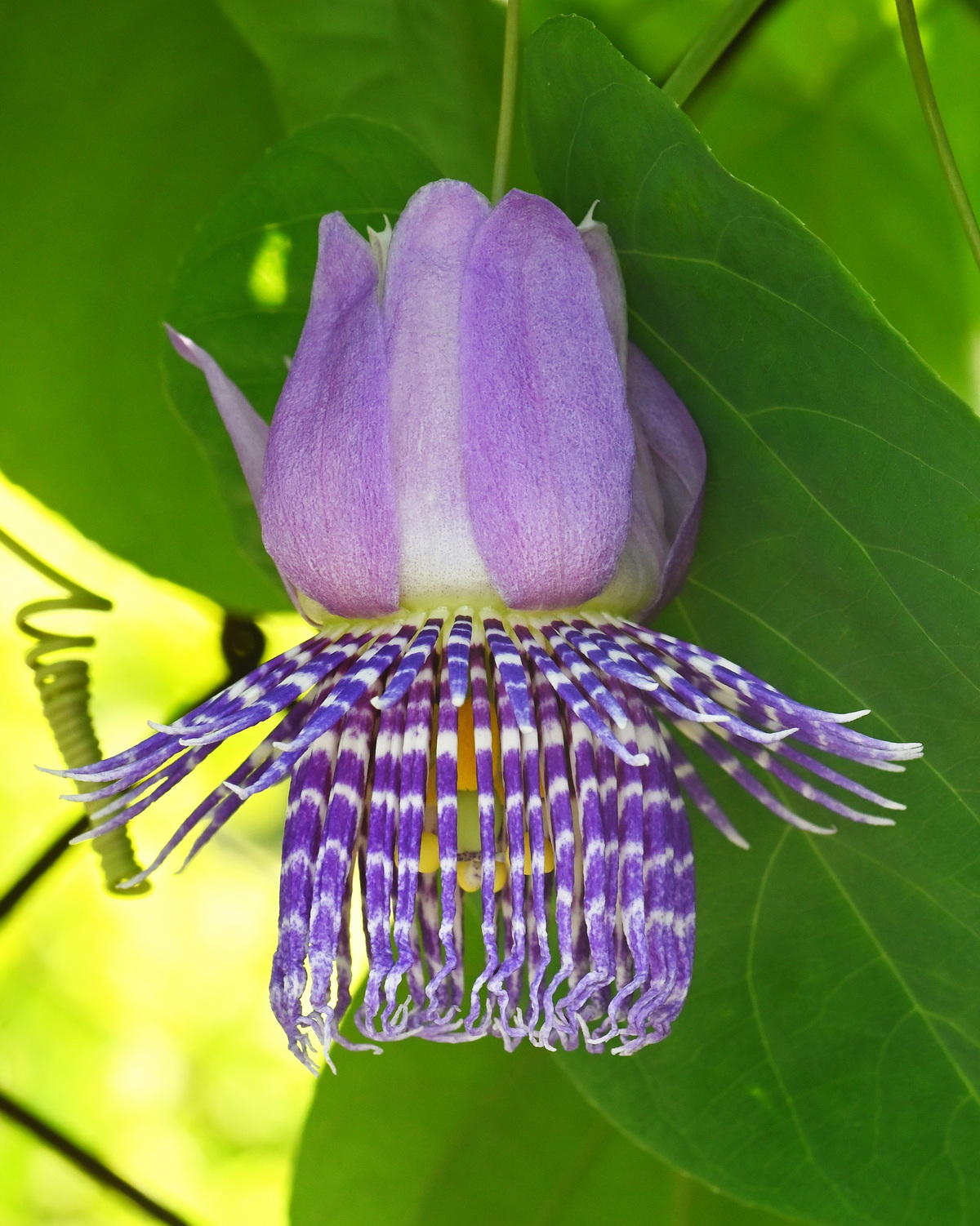 Passiflora seemannii