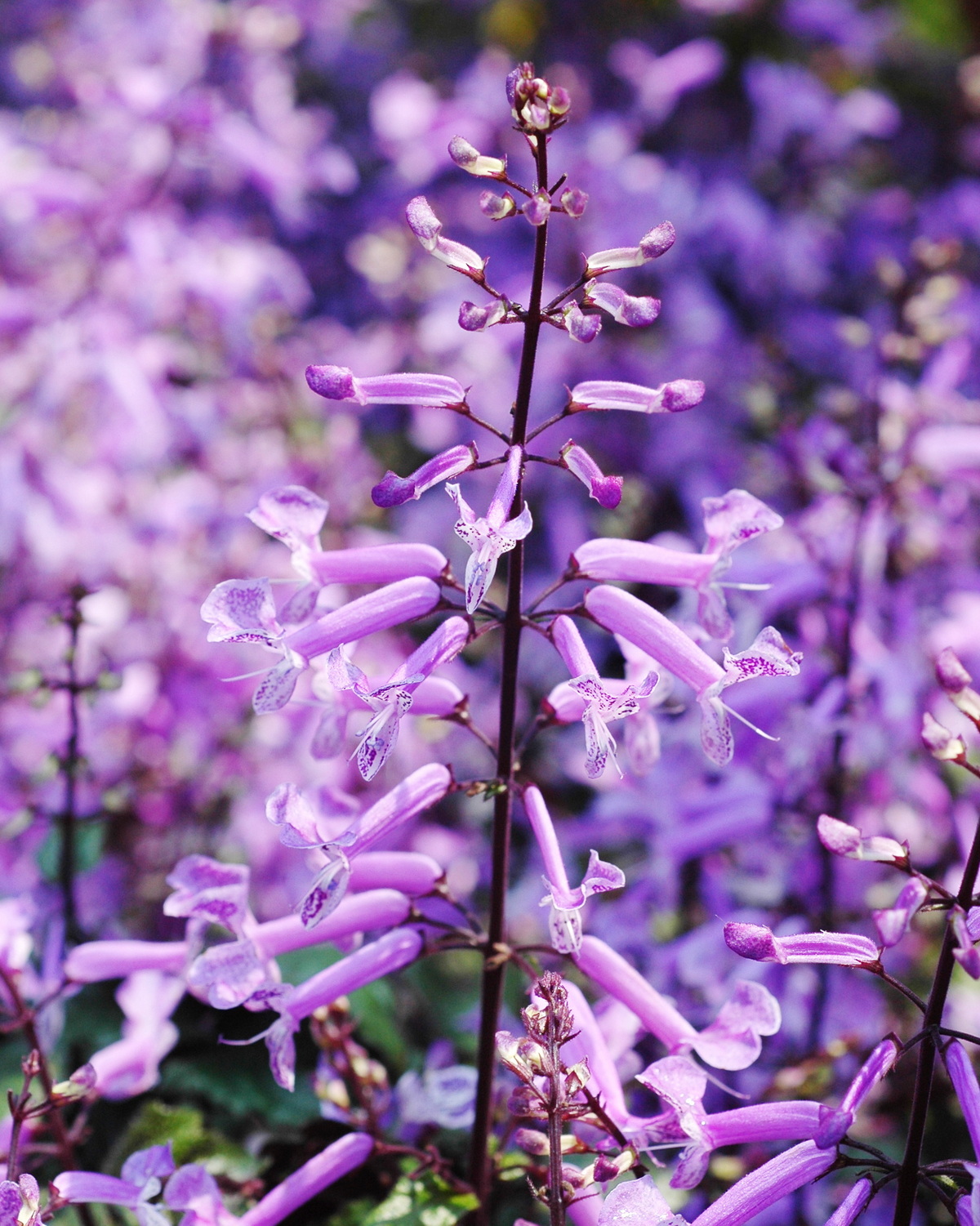 𝘗𝘭𝘦𝘤𝘵𝘳𝘢𝘯𝘵𝘩𝘶𝘴 Mona® ‘Lavender’ 夢幻紫