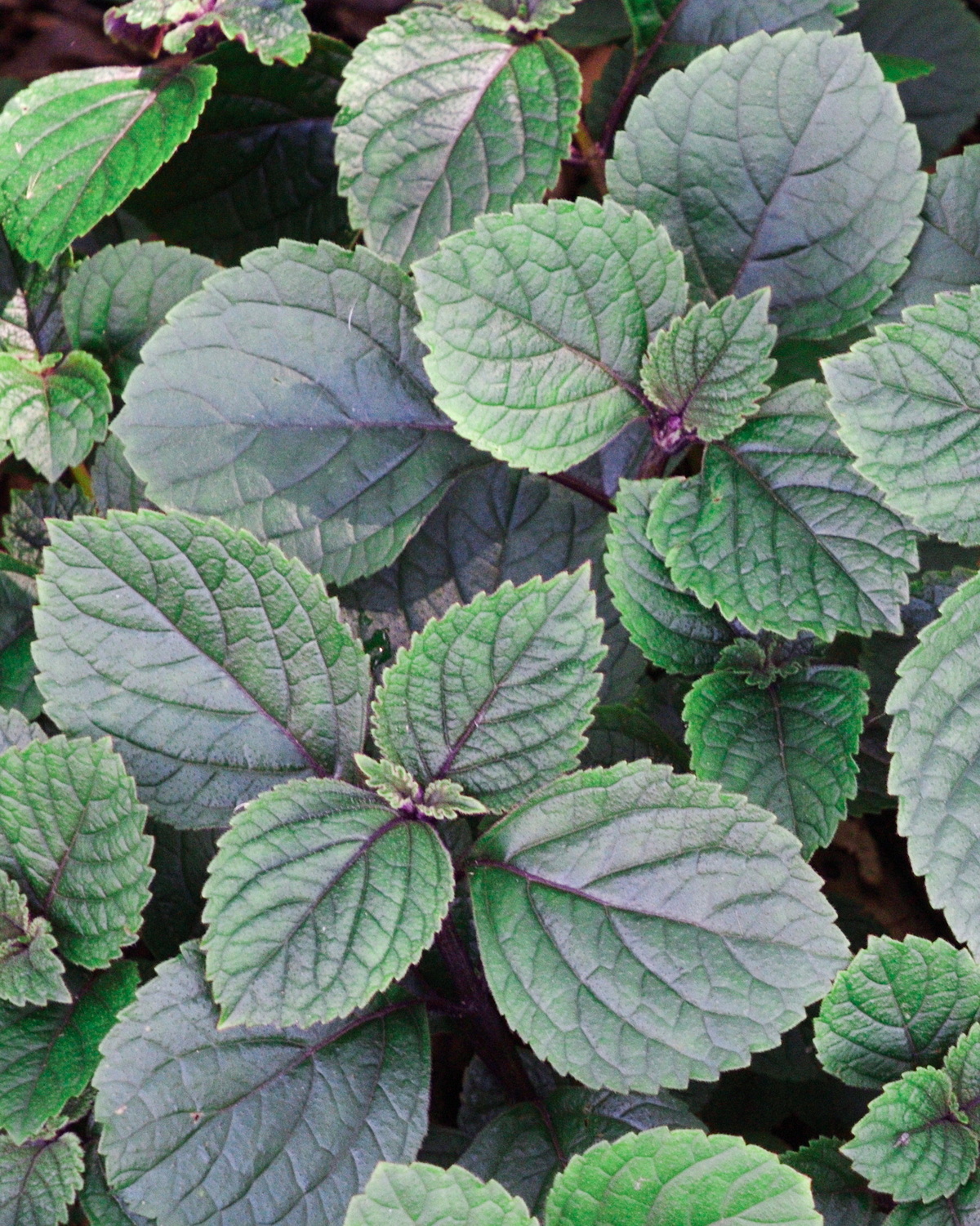 Plectranthus ciliatus