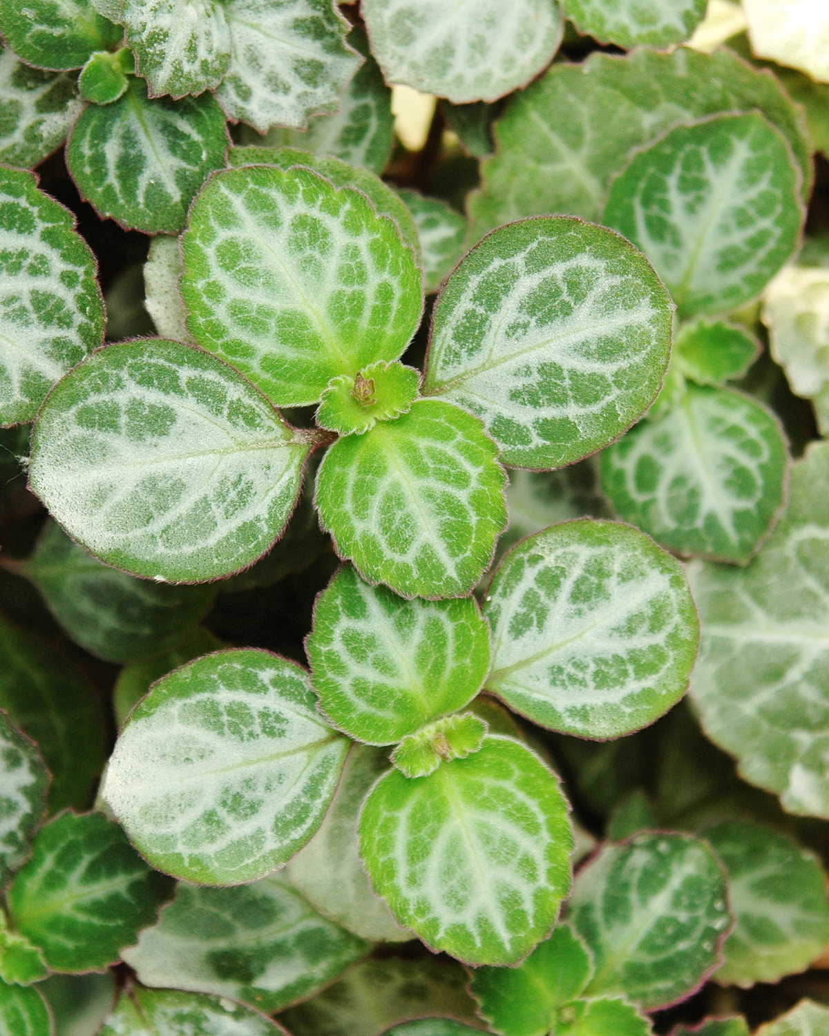 𝘗𝘭𝘦𝘤𝘵𝘳𝘢𝘯𝘵𝘩𝘶𝘴 𝘰𝘦𝘳𝘵𝘦𝘯𝘥𝘢𝘩𝘭𝘪𝘪 翡翠蕾絲香茶菜