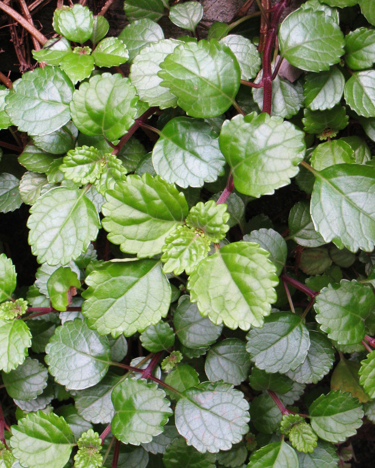 Plectranthus verticillatus