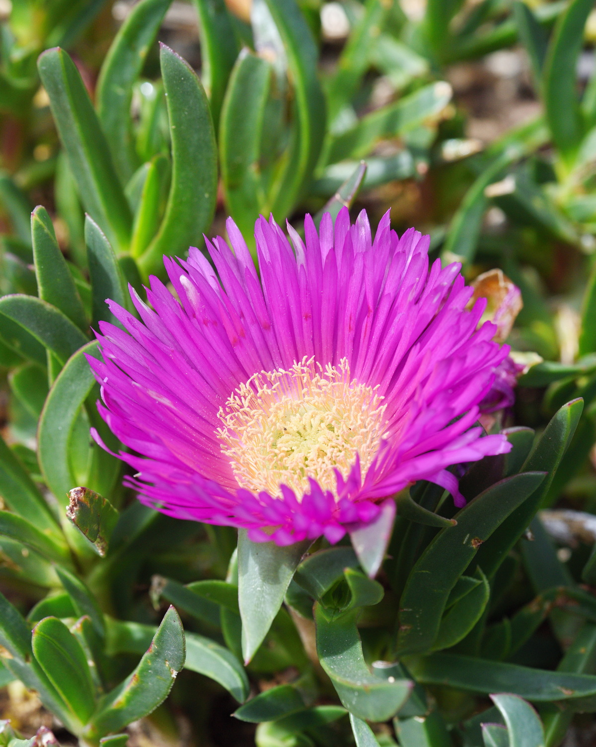 Carpobrotus glaucescens
