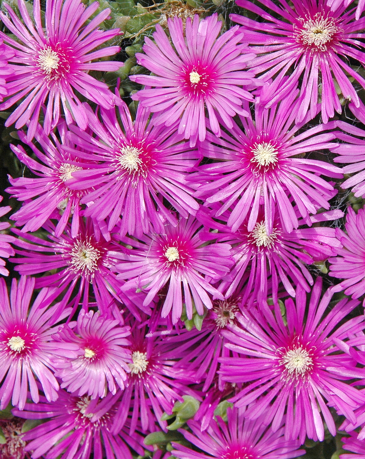 Delosperma cooperi