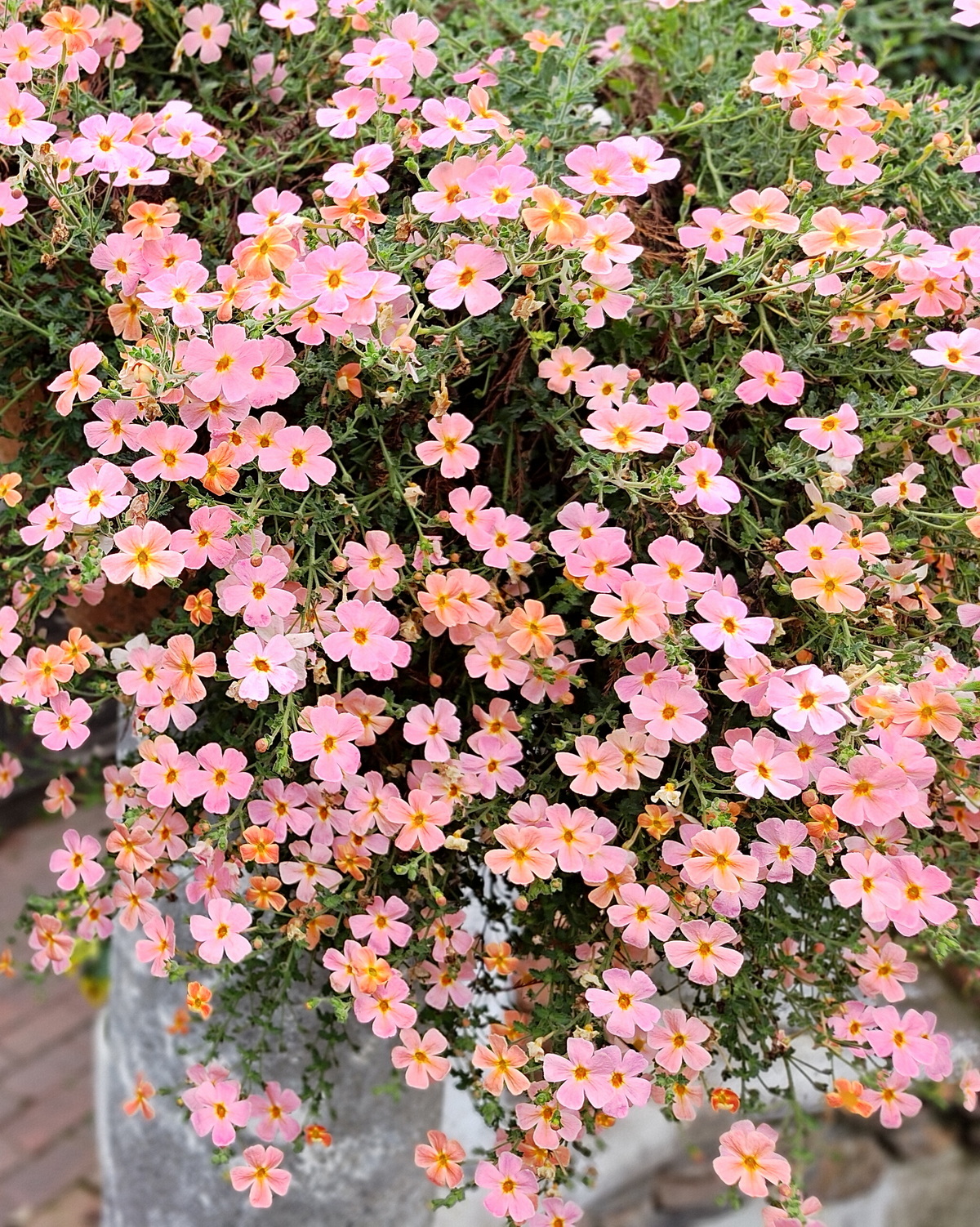 Jamesbrittenia ‘Apricot Diva’