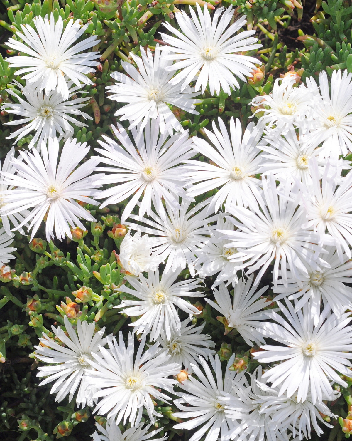 Lampranthus sp.
