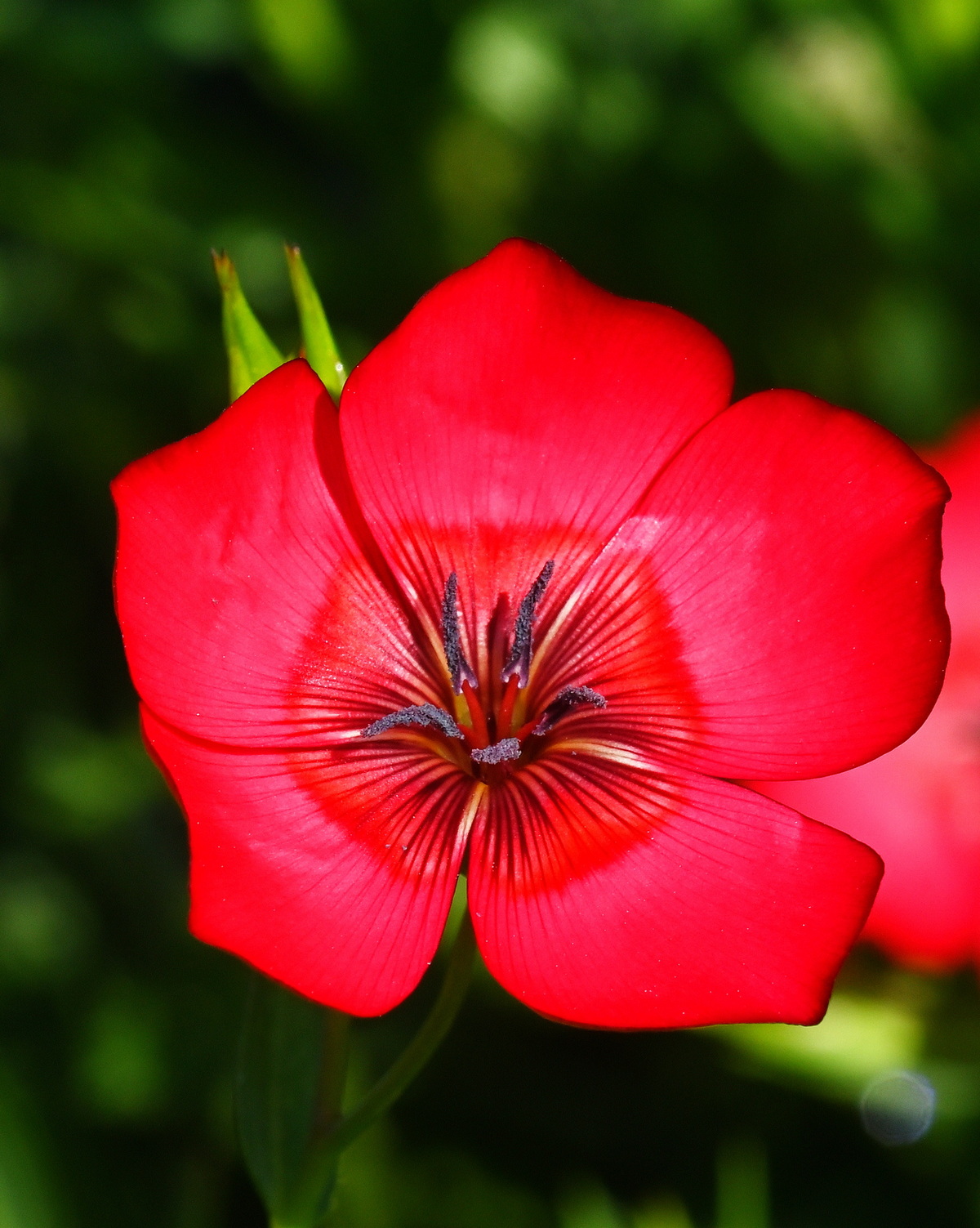 Linum grandiflorum