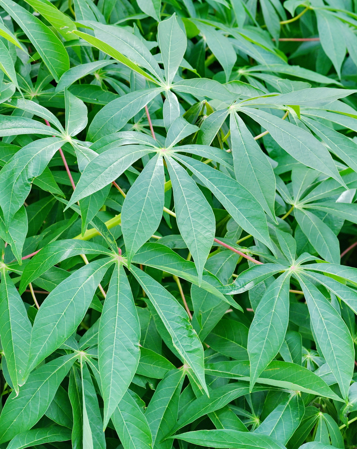 𝘔𝘢𝘯𝘪𝘩𝘰𝘵 𝘦𝘴𝘤𝘶𝘭𝘦𝘯𝘵𝘢 木薯