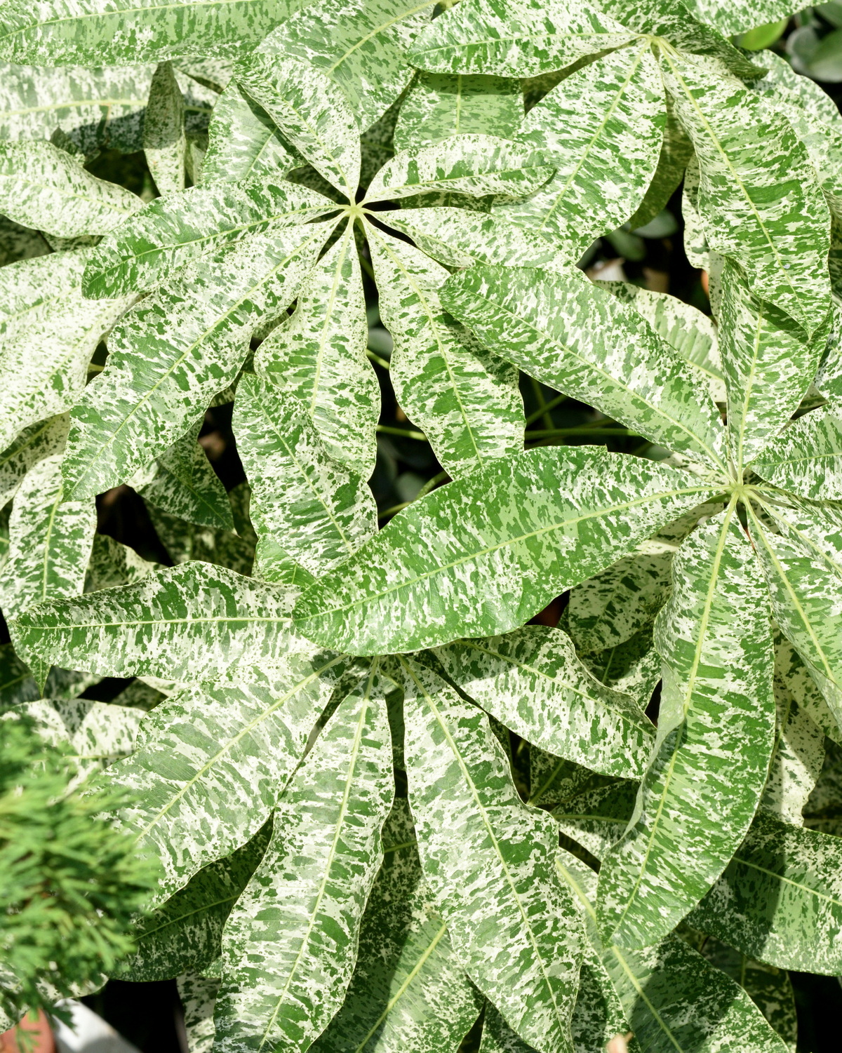 𝘗𝘢𝘤𝘩𝘪𝘳𝘢 𝘨𝘭𝘢𝘣𝘳𝘢 ‘Variegata’ 斑葉馬拉巴栗