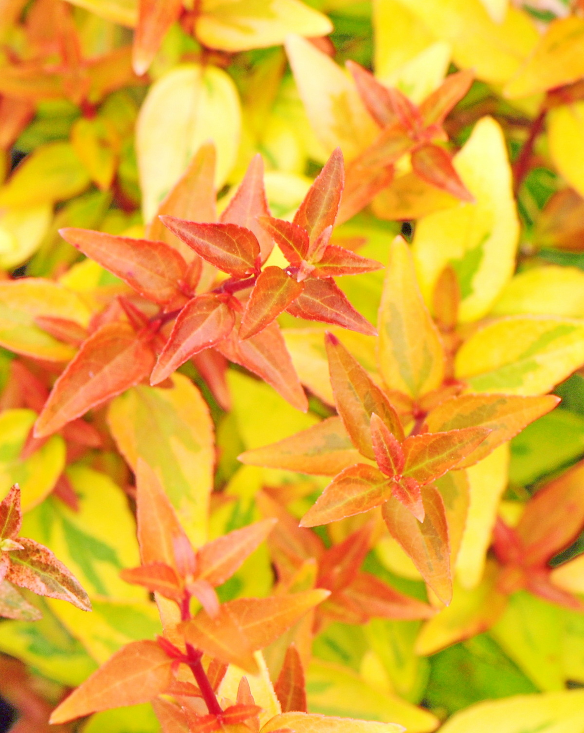 𝘈𝘣𝘦𝘭𝘪𝘢 × 𝘨𝘳𝘢𝘯𝘥𝘪𝘧𝘭𝘰𝘳𝘢 ‘Kaleidoscope’ 大花六道木-萬花筒