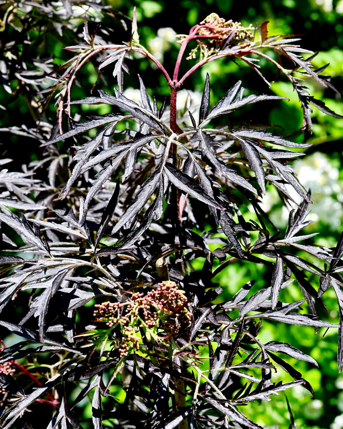 𝘚𝘢𝘮𝘣𝘶𝘤𝘶𝘴 𝘯𝘪𝘨𝘳𝘢 ‘Black Lace’ ® 西洋接骨木-黑蕾絲
