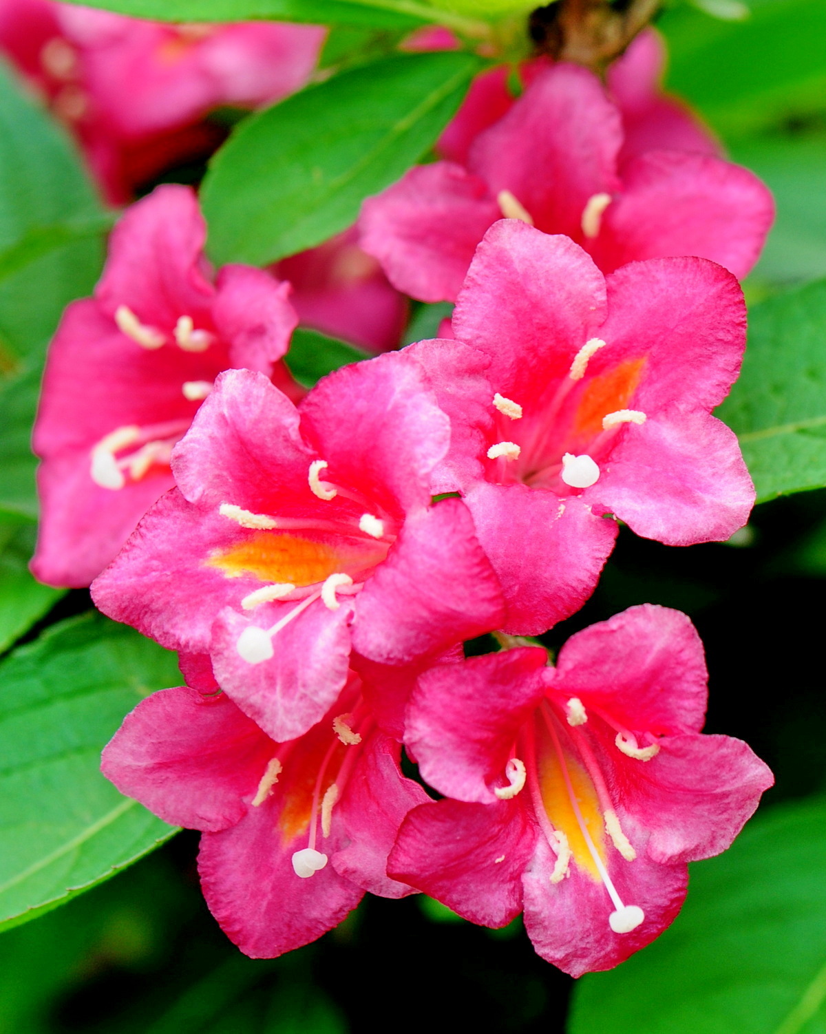 𝘞𝘦𝘪𝘨𝘦𝘭𝘢 𝘧𝘭𝘰𝘳𝘪𝘥𝘢 ‘Sonic Bloom® Pink’ 粉紅樂章錦帶花