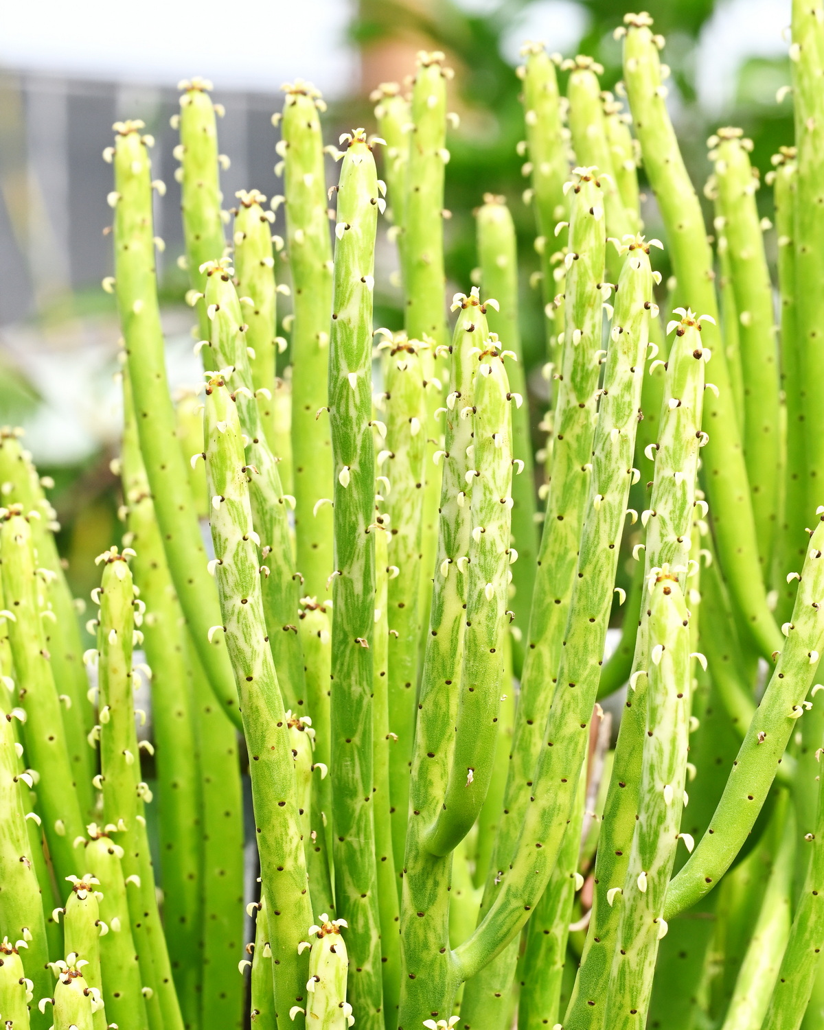 𝘌𝘶𝘱𝘩𝘰𝘳𝘣𝘪𝘢 𝘢𝘭𝘭𝘶𝘢𝘶𝘥𝘪𝘪 ‘Variegata’ 珊瑚大戟錦