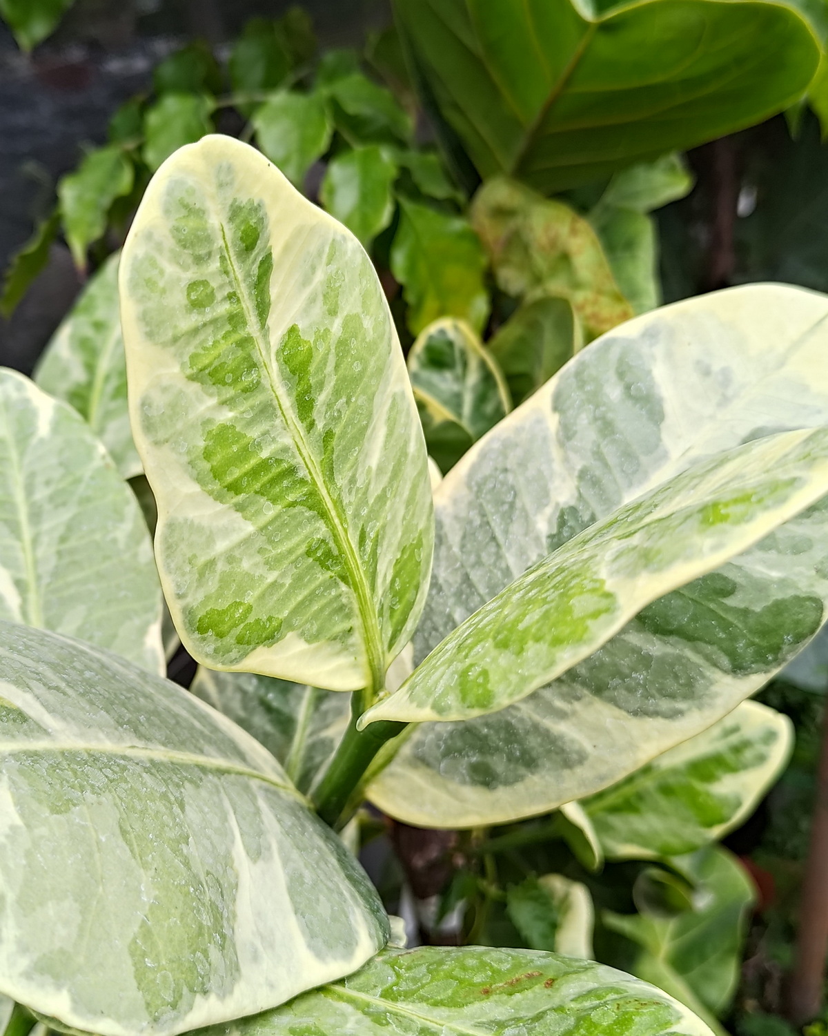 𝘎𝘢𝘳𝘤𝘪𝘯𝘪𝘢 𝘴𝘶𝘣𝘦𝘭𝘭𝘪𝘱𝘵𝘪𝘤𝘢 ‘Variegata’ 斑葉福木