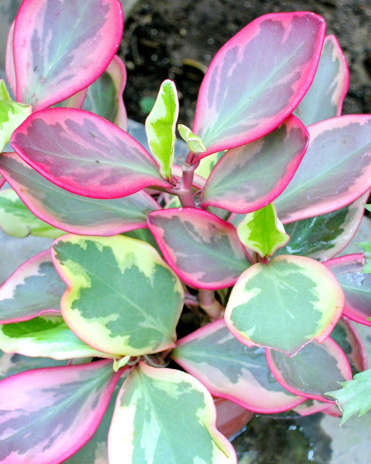 𝘗𝘦𝘱𝘦𝘳𝘰𝘮𝘪𝘢 𝘤𝘭𝘶𝘴𝘪𝘪𝘧𝘰𝘭𝘪𝘢 ‘Variegata’ 彩虹椒草