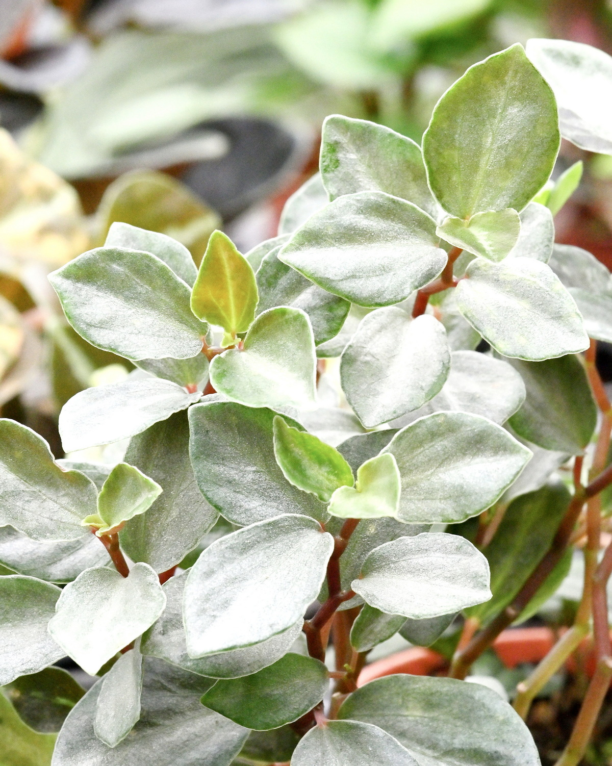 𝘗𝘦𝘱𝘦𝘳𝘰𝘮𝘪𝘢 𝘮𝘦𝘵𝘢𝘭𝘭𝘪𝘤𝘢 ‘Silver’ 銀鋼椒草