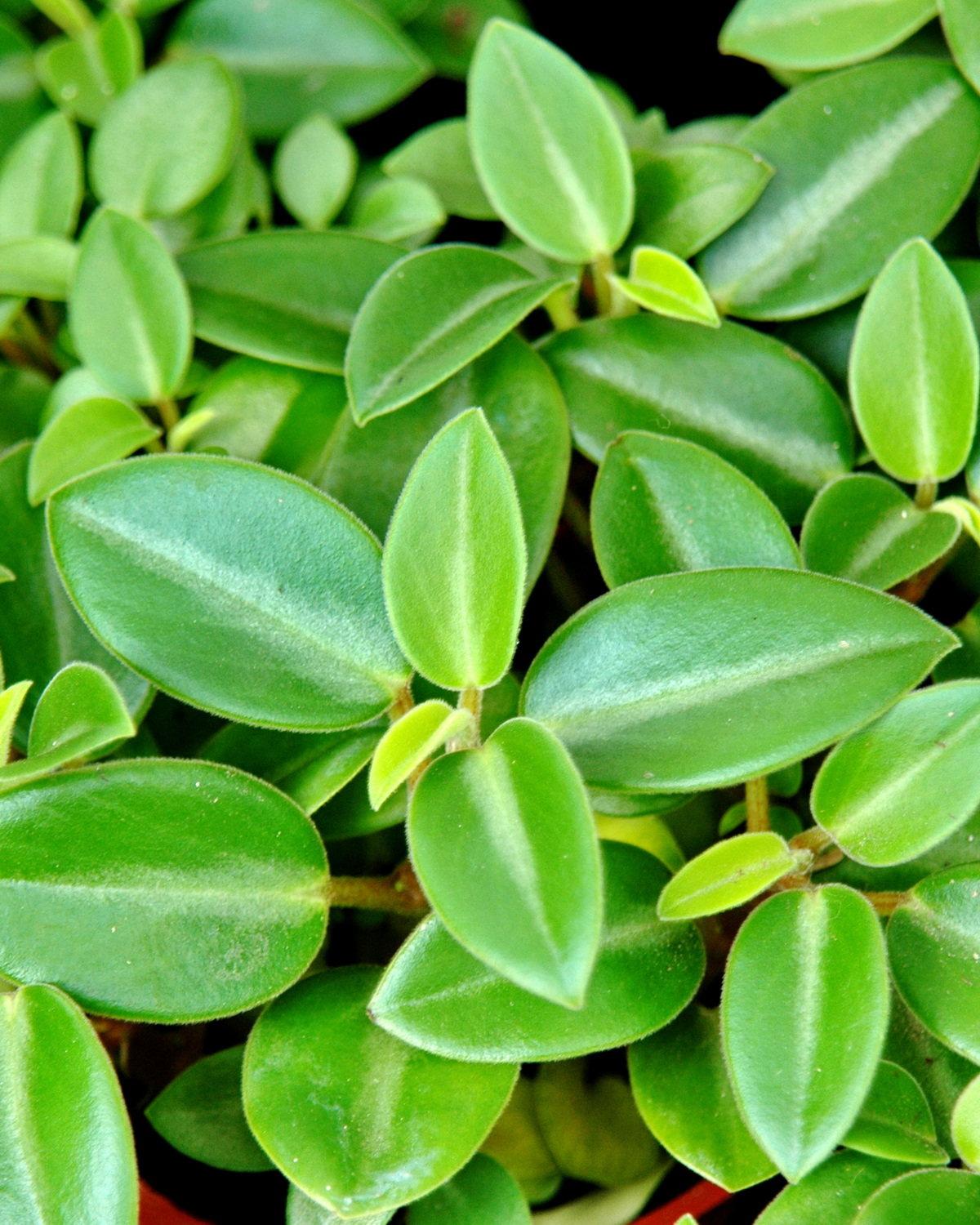 𝘗𝘦𝘱𝘦𝘳𝘰𝘮𝘪𝘢 𝘰𝘳𝘣𝘢 綠絨椒草