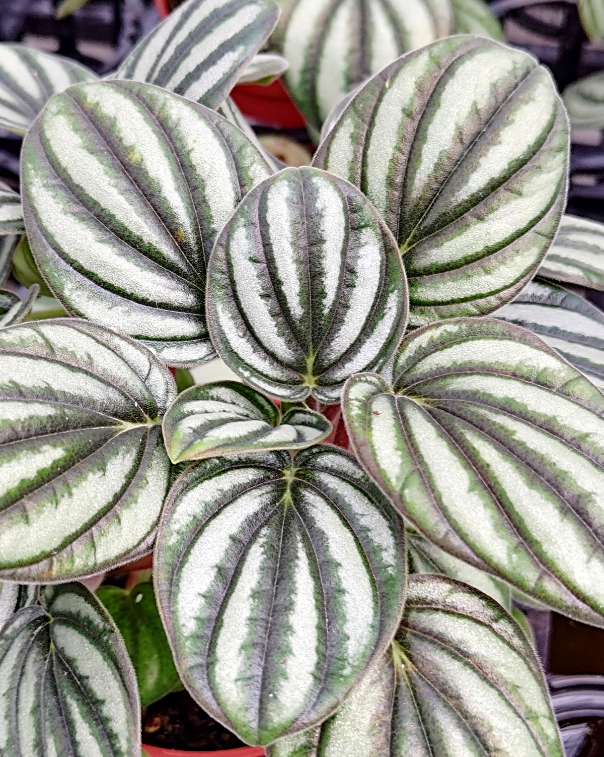 𝘗𝘦𝘱𝘦𝘳𝘰𝘮𝘪𝘢 sp. ‘Galaxy’ 銀河椒草